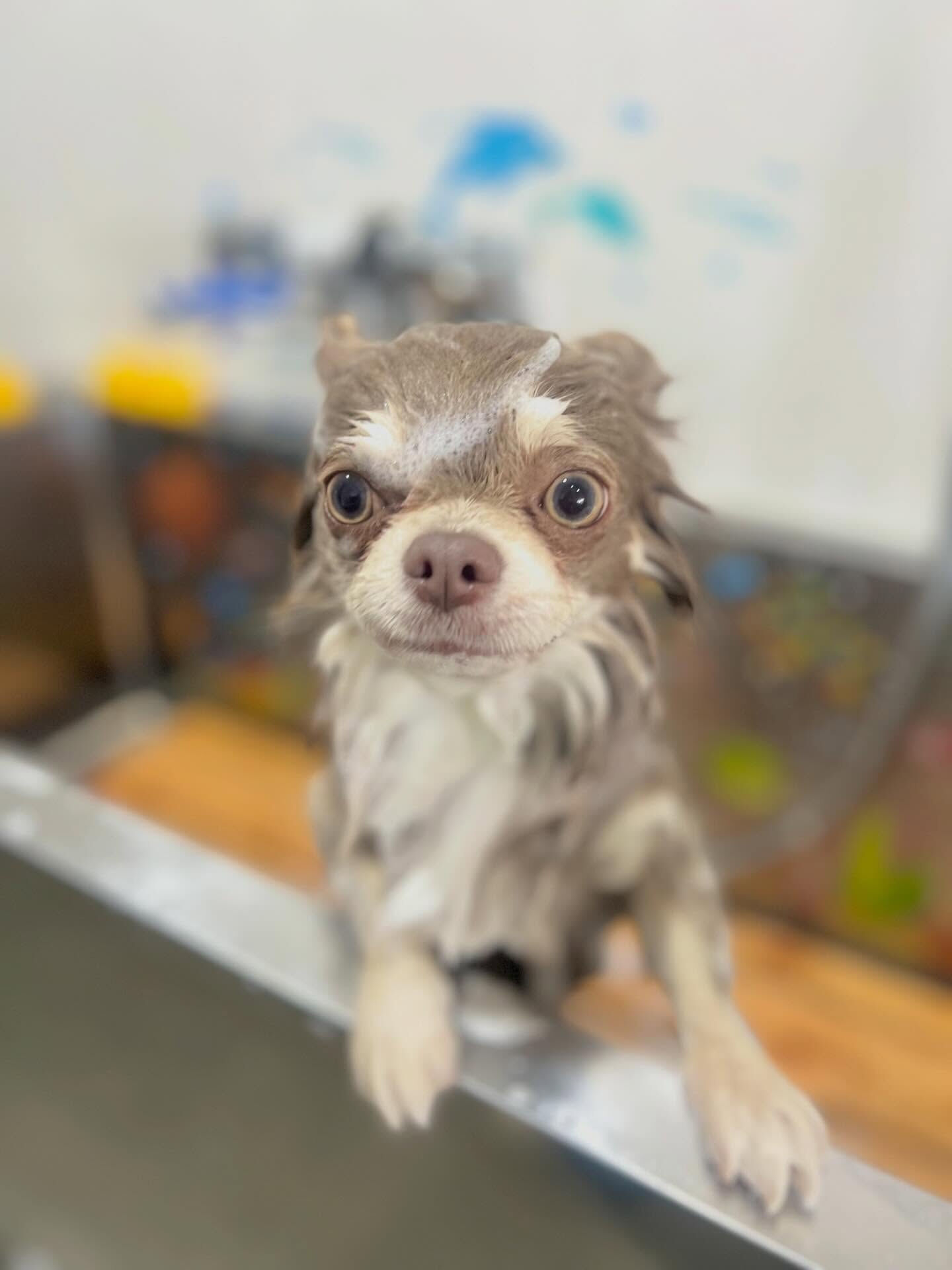 来店いただいたレンくんです🐶✨