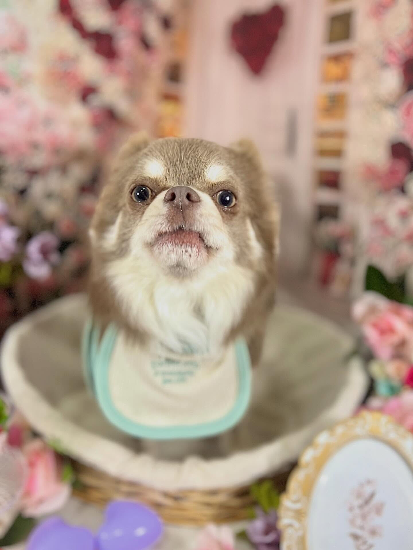 来店いただいたレンくんです🐶✨