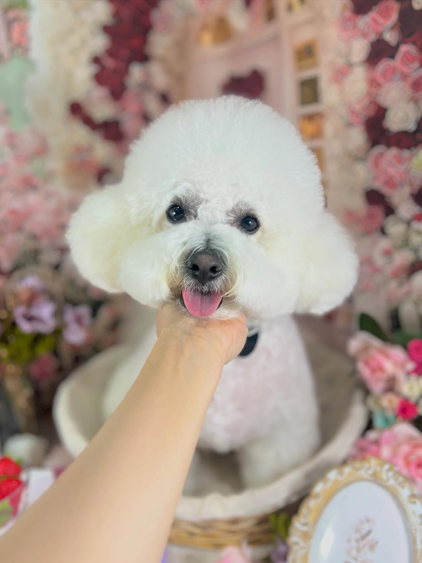 来店いただいたアムロくんです🐶✨