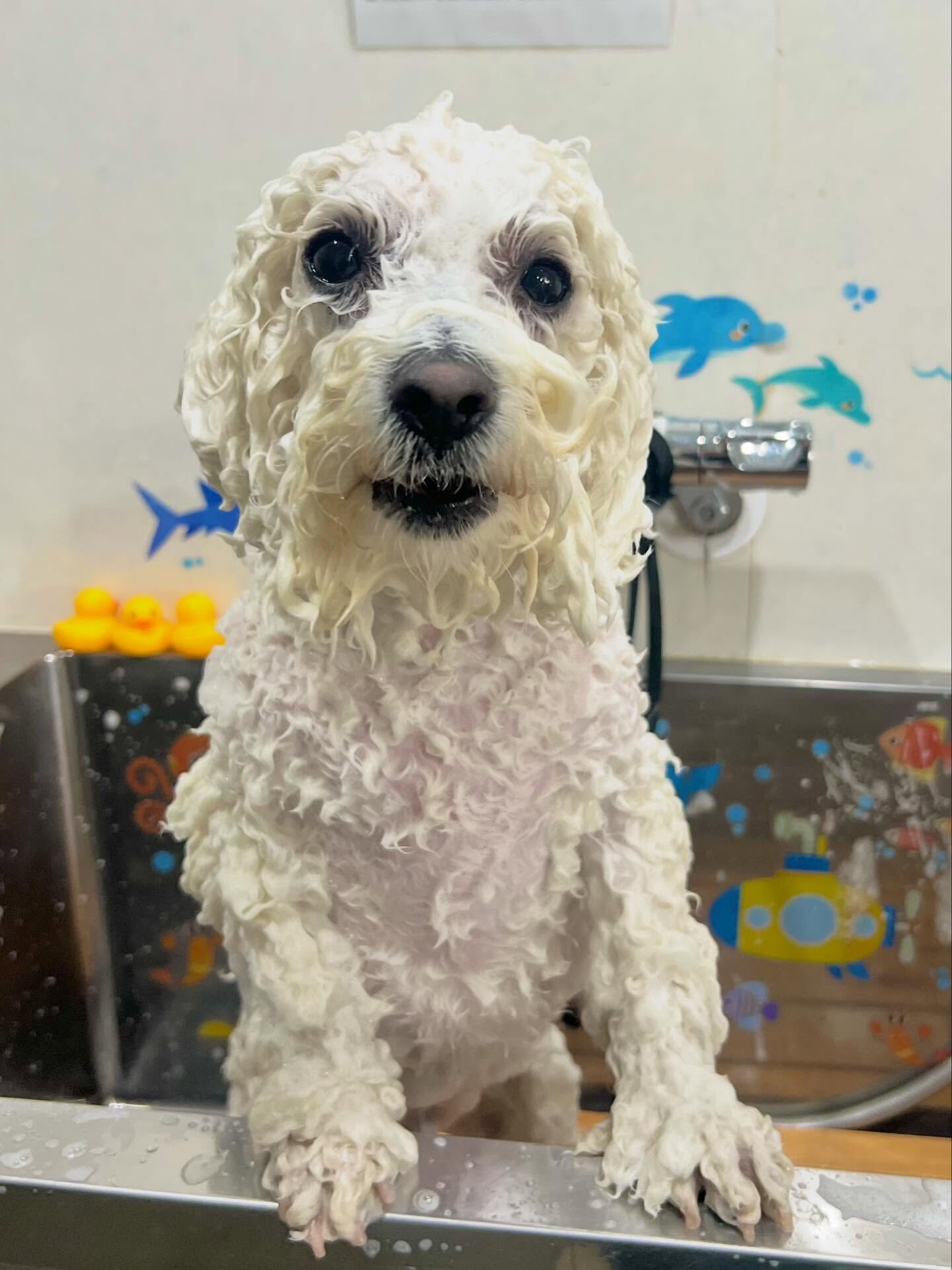 来店いただいたアムロくんです🐶✨