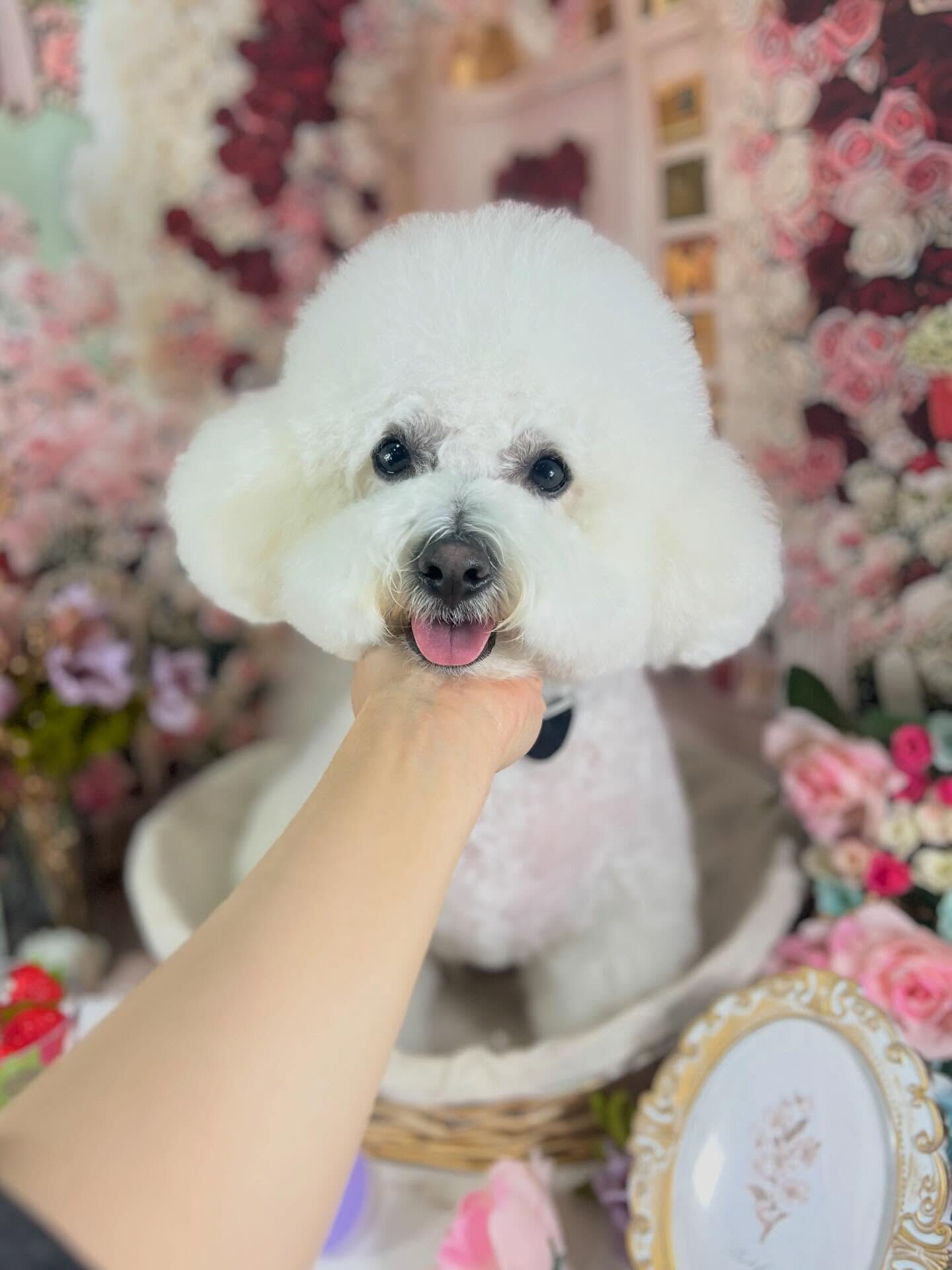 来店いただいたアムロくんです🐶✨
