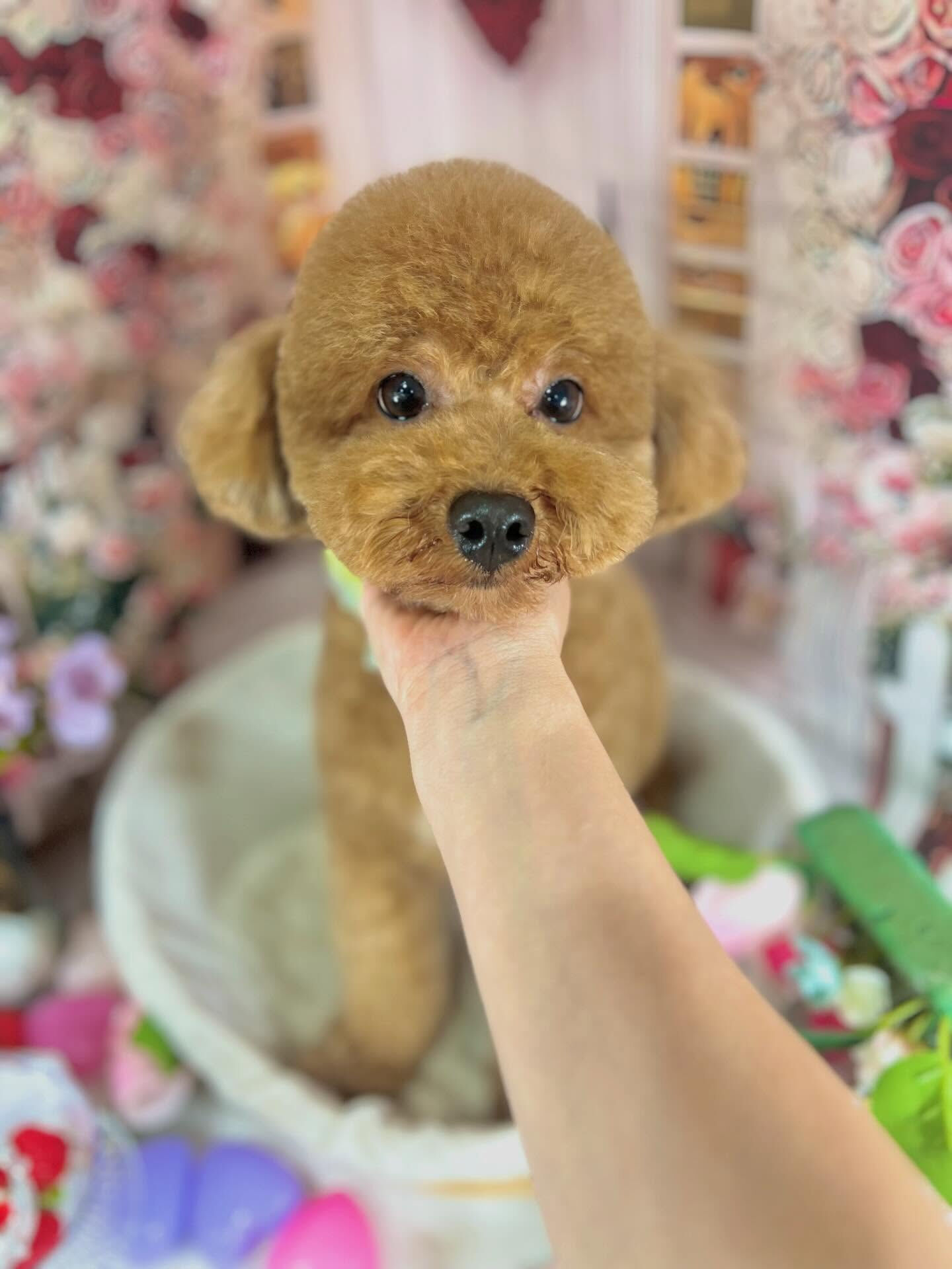 来店いただいたマロンくんです🐶✨
