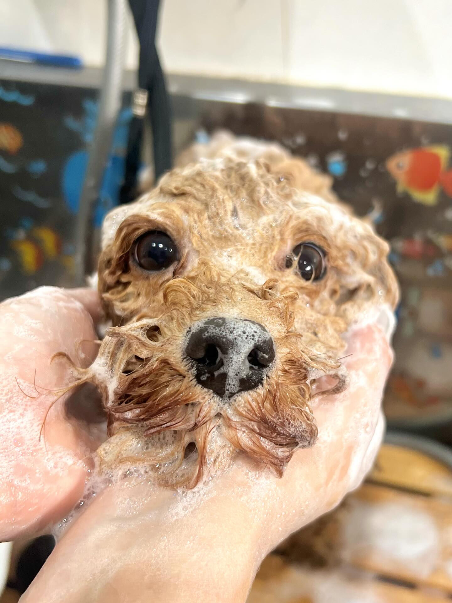 来店いただいたマロンくんです🐶✨