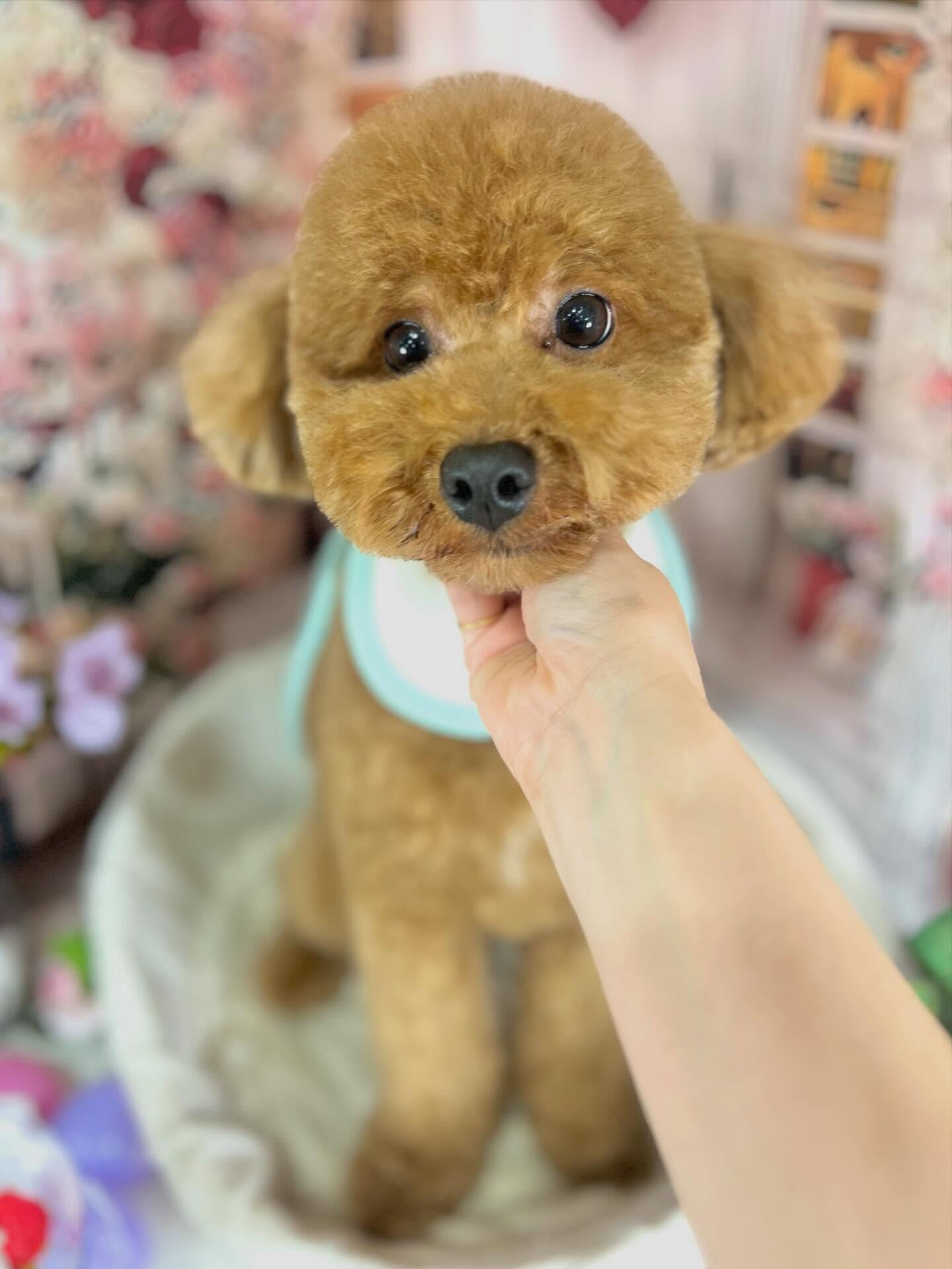 来店いただいたマロンくんです🐶✨