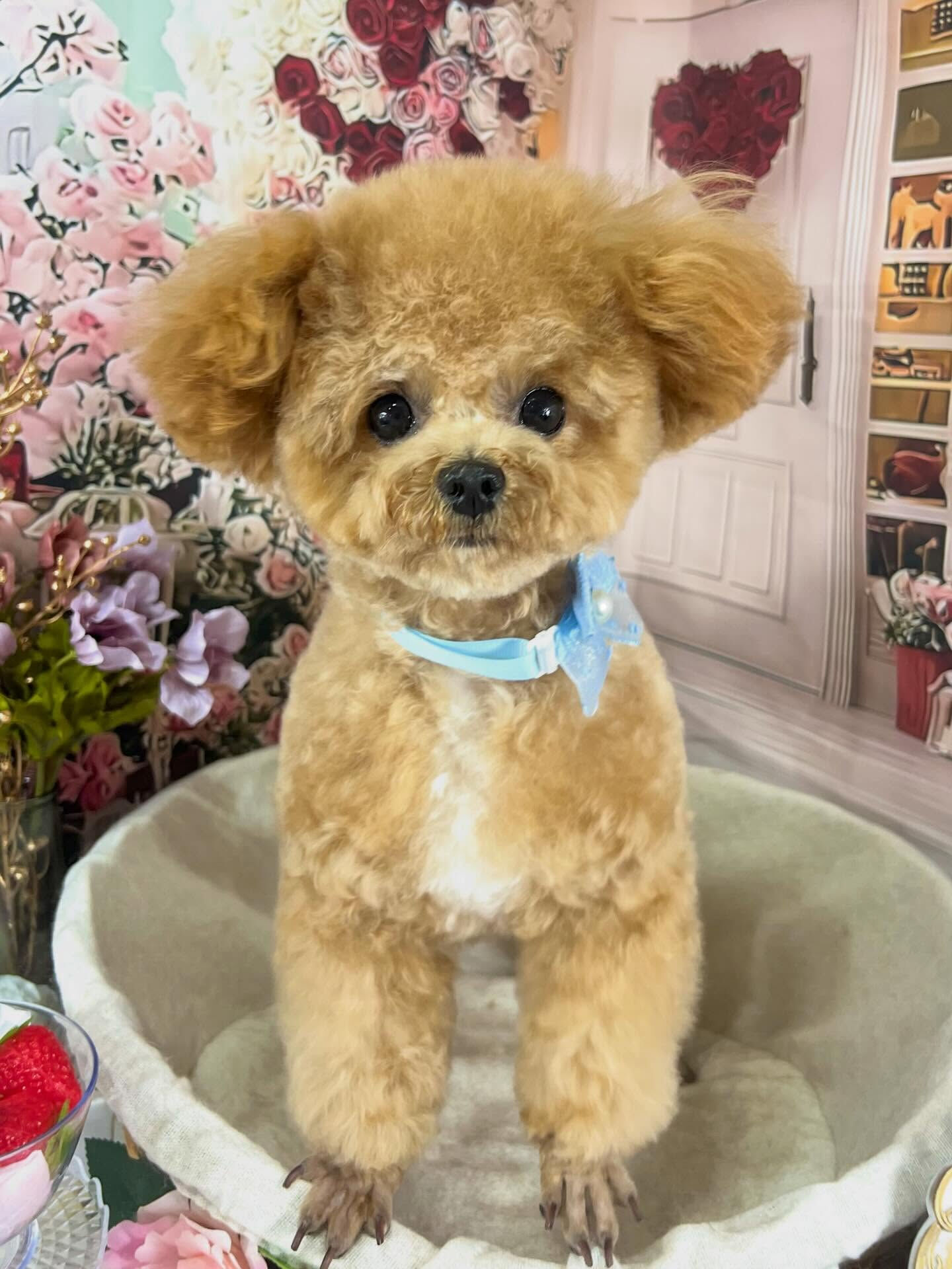 来店いただいたエミちゃんです🐶✨