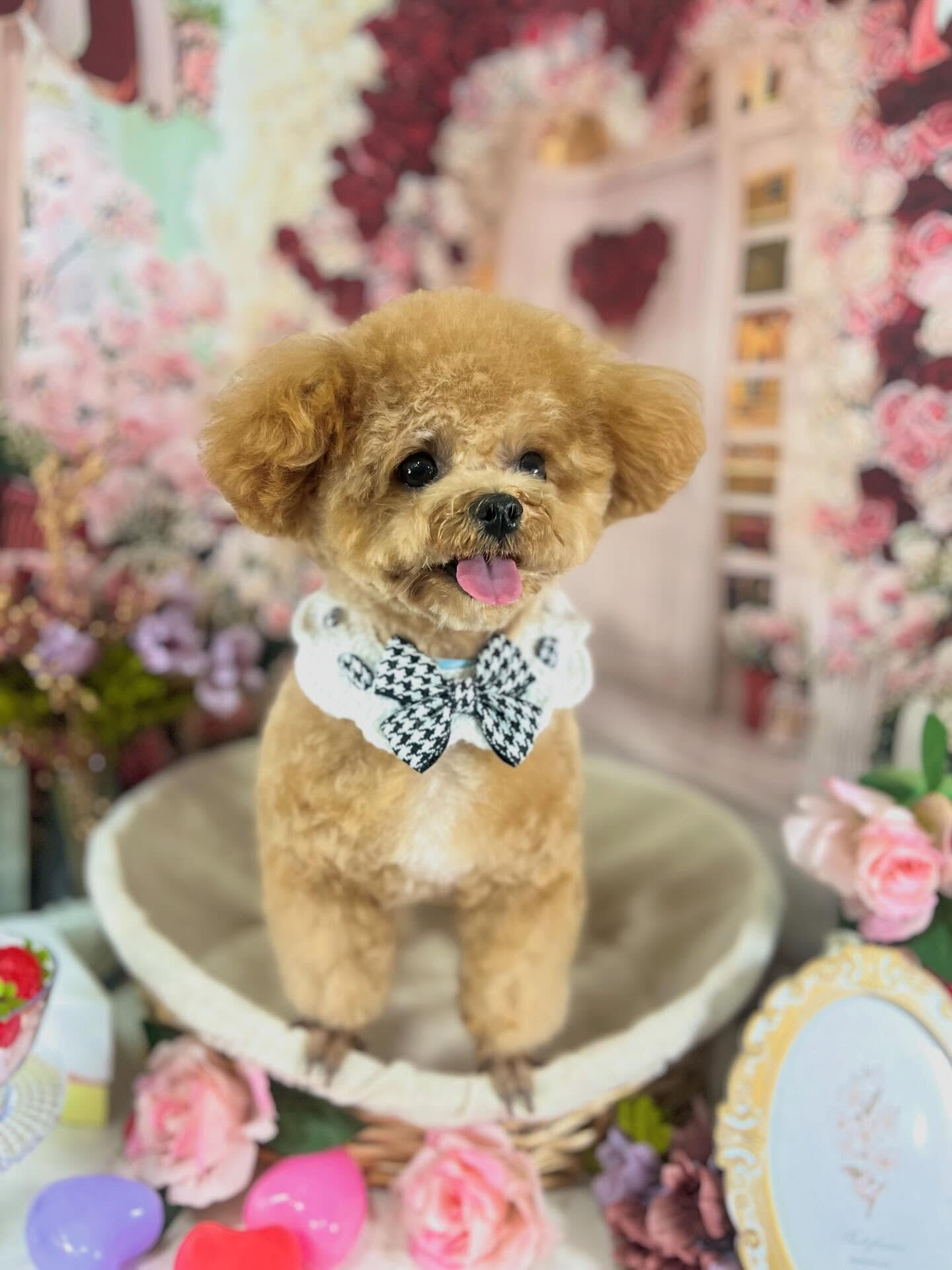 来店いただいたエミちゃんです🐶✨
