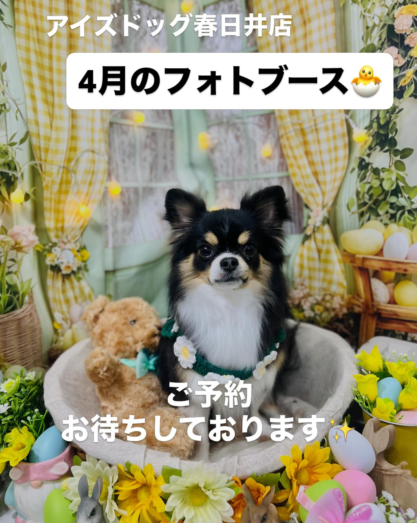 📢【トリミング空き枠のご案内】✂️✨