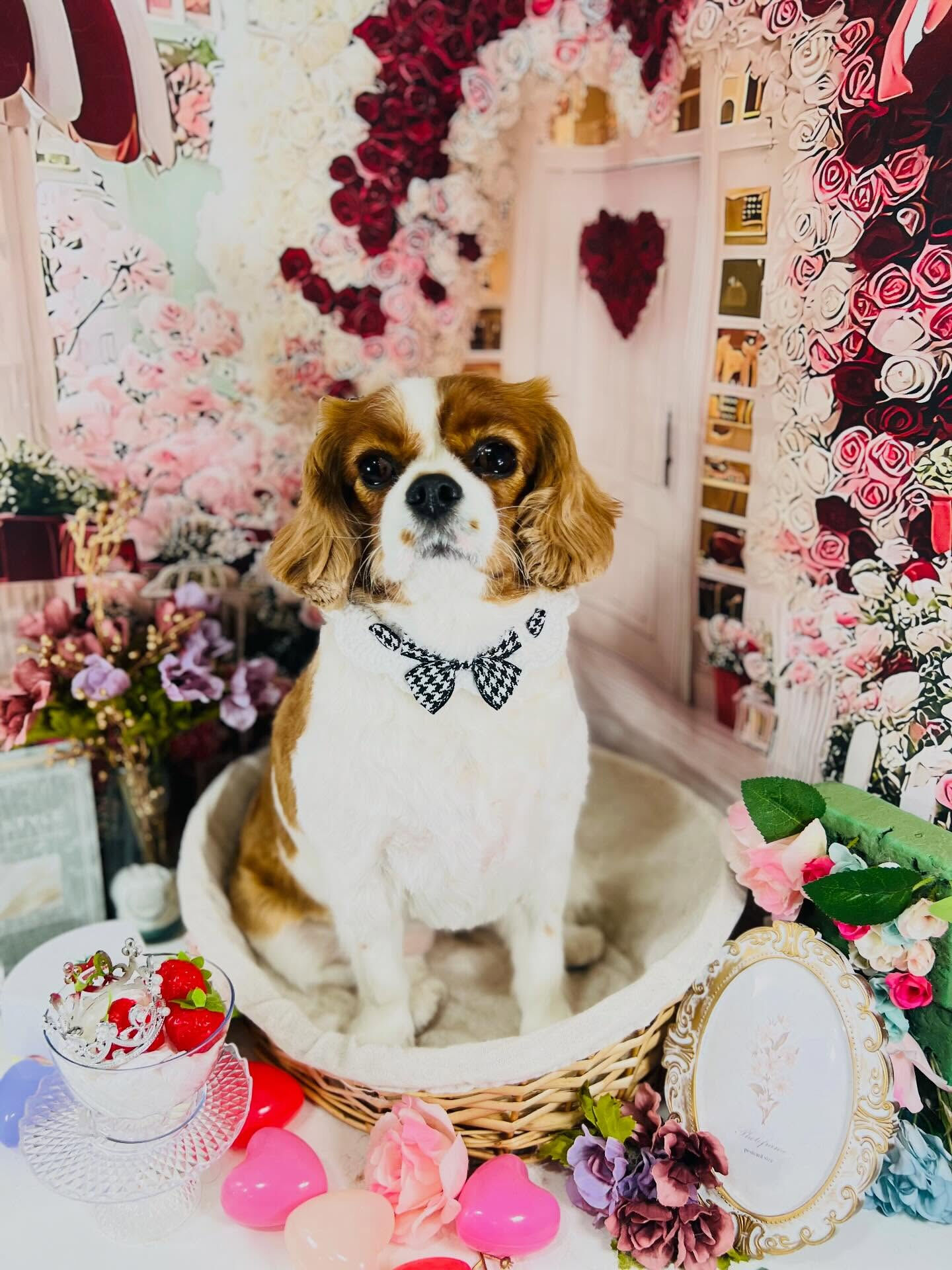 来店いただいた、おもちちゃんです🐶✨