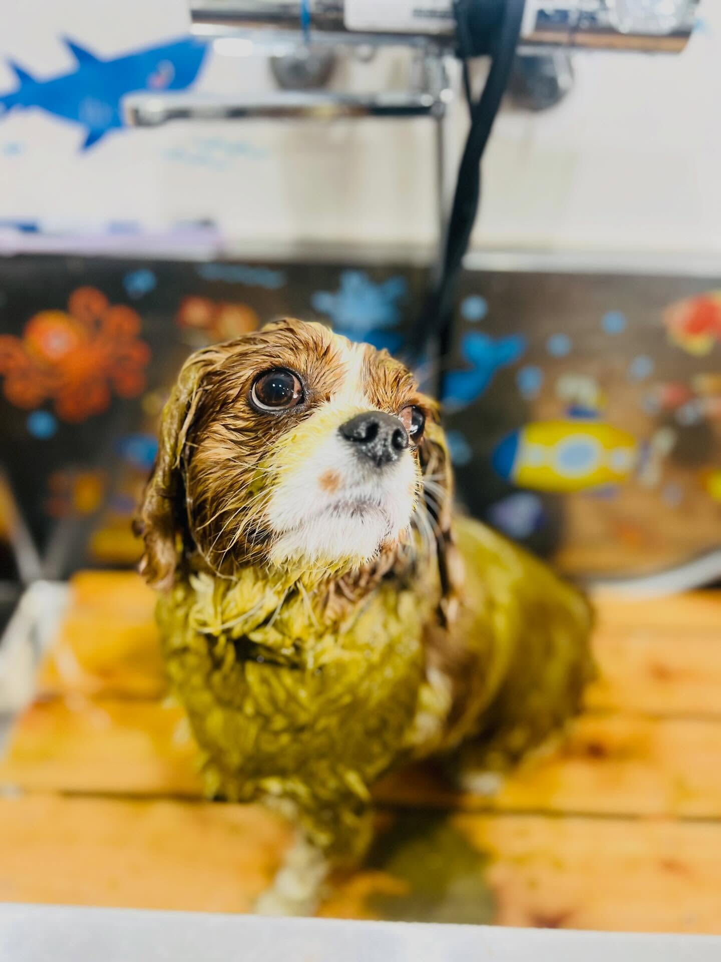 来店いただいた、おもちちゃんです🐶✨
