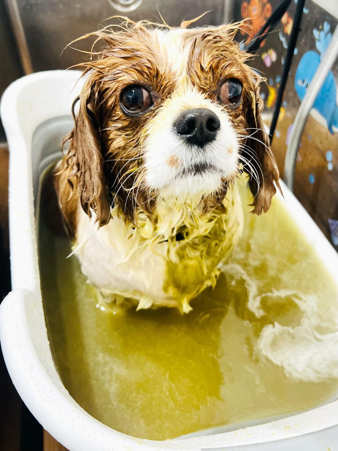 来店いただいた、おもちちゃんです🐶✨