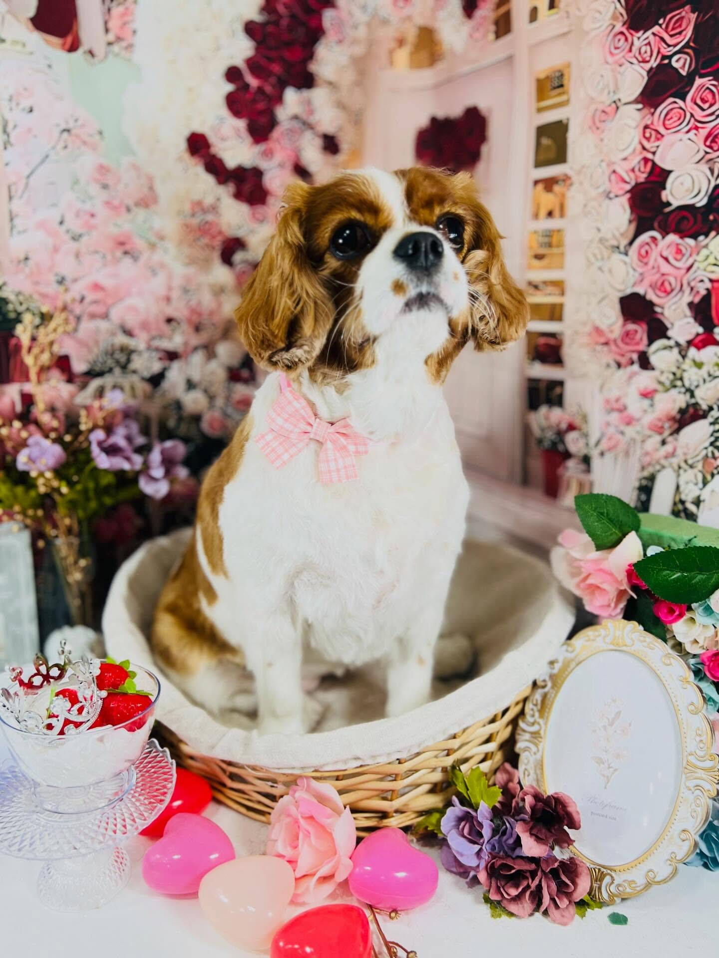 来店いただいた、おもちちゃんです🐶✨