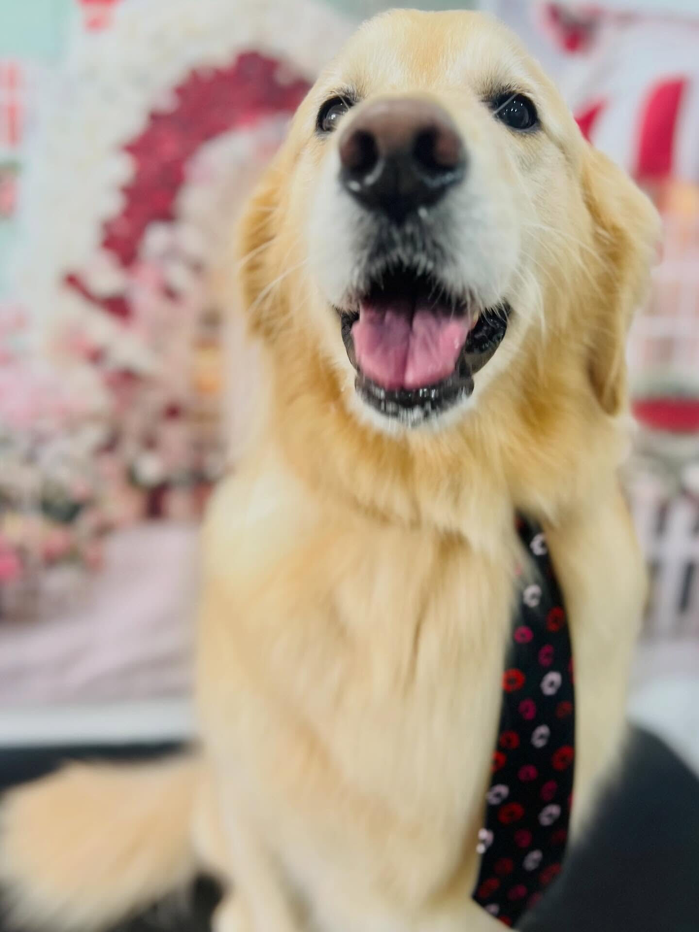 来店いただいたルナちゃんです🐶✨