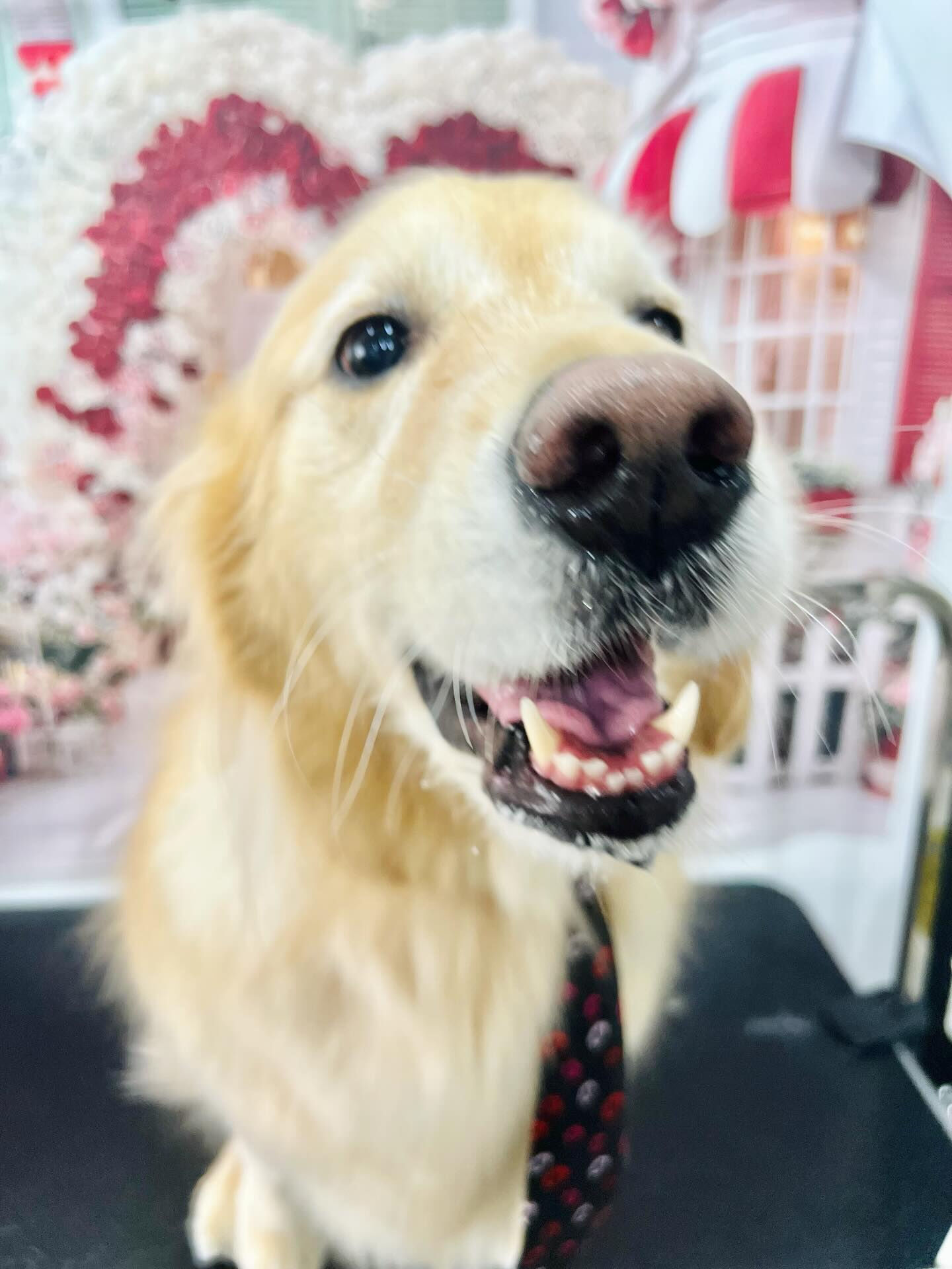 来店いただいたルナちゃんです🐶✨
