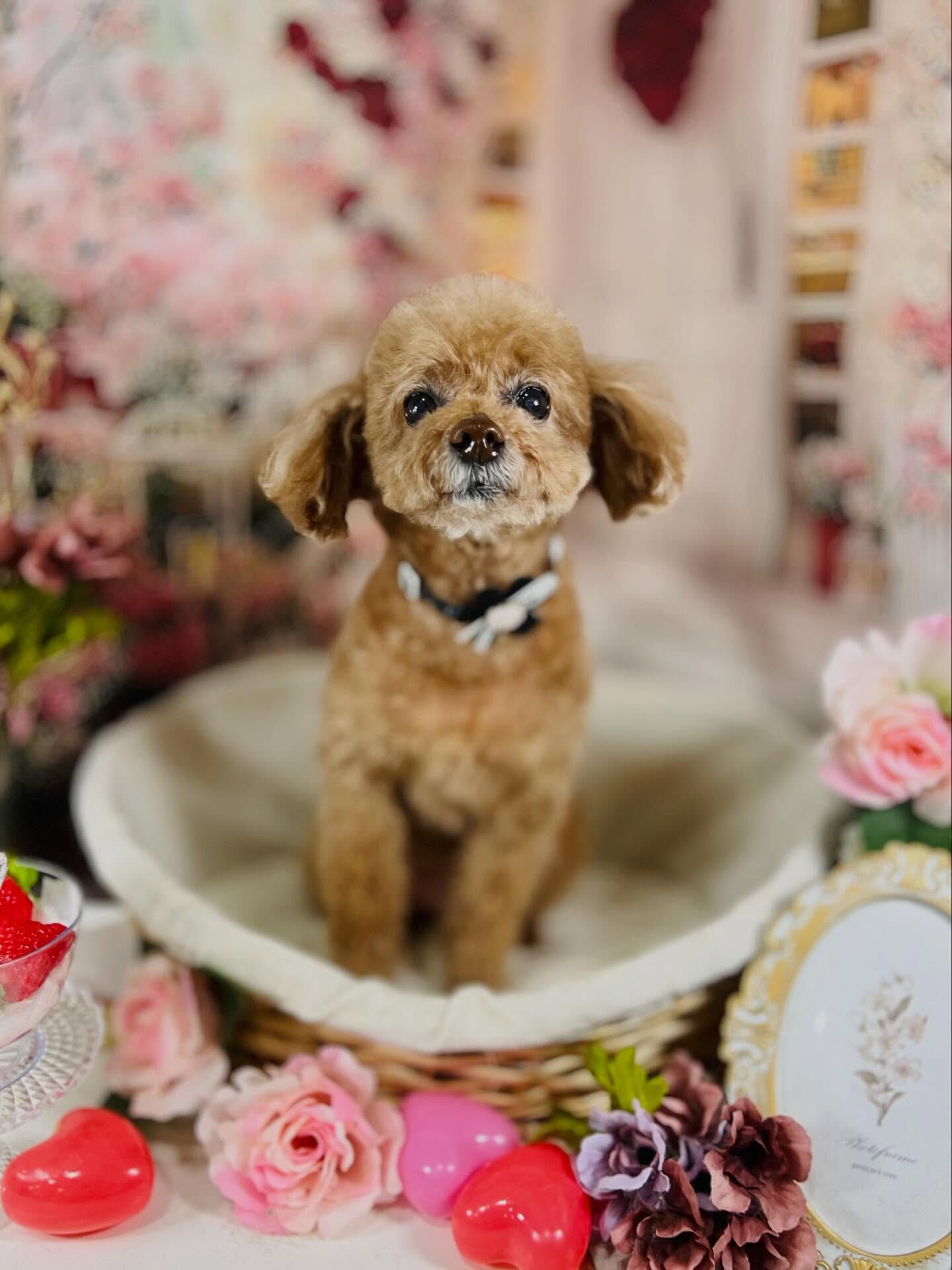 来店いただいたチコです🐶✨