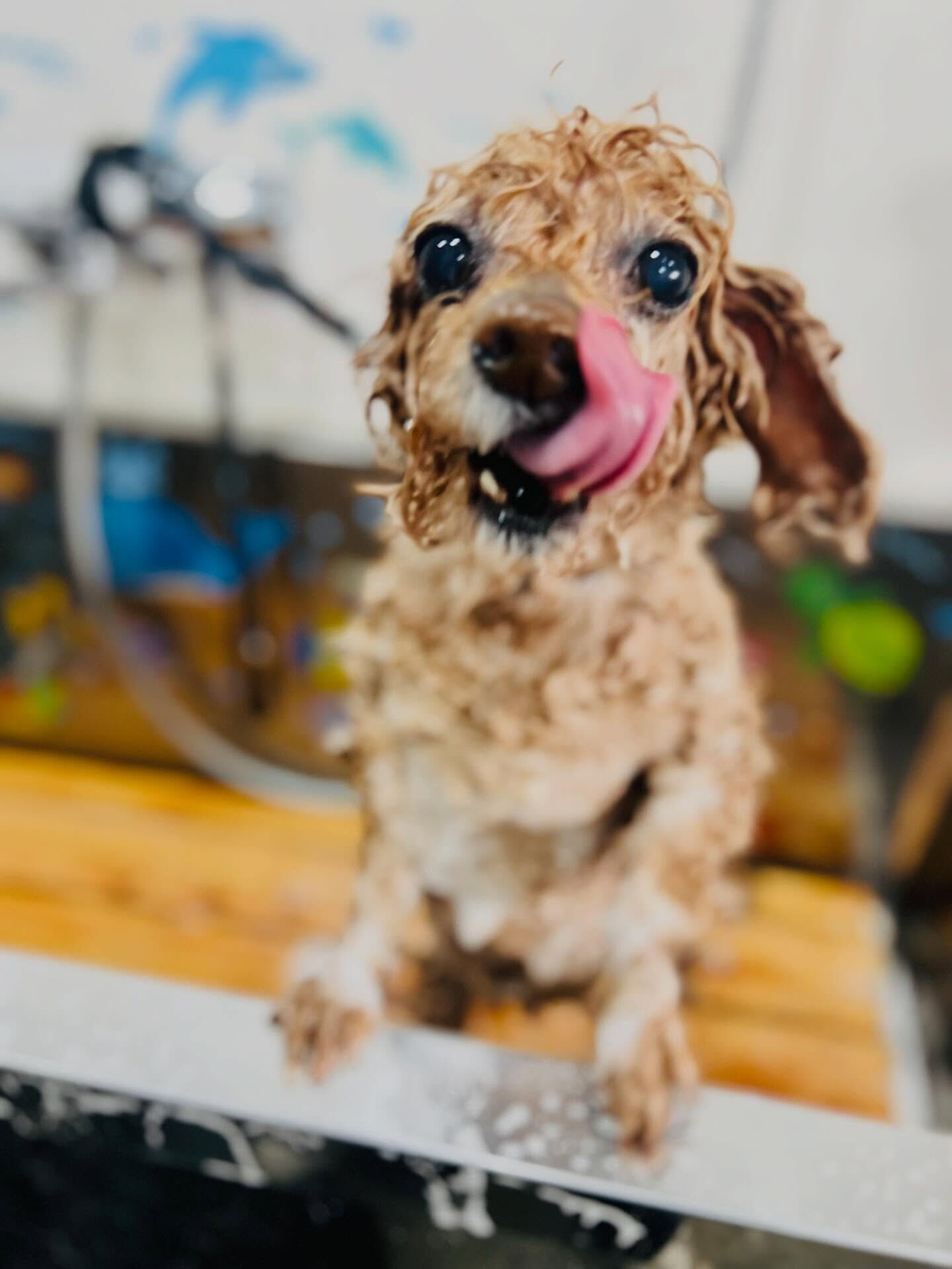 来店いただいたチコです🐶✨