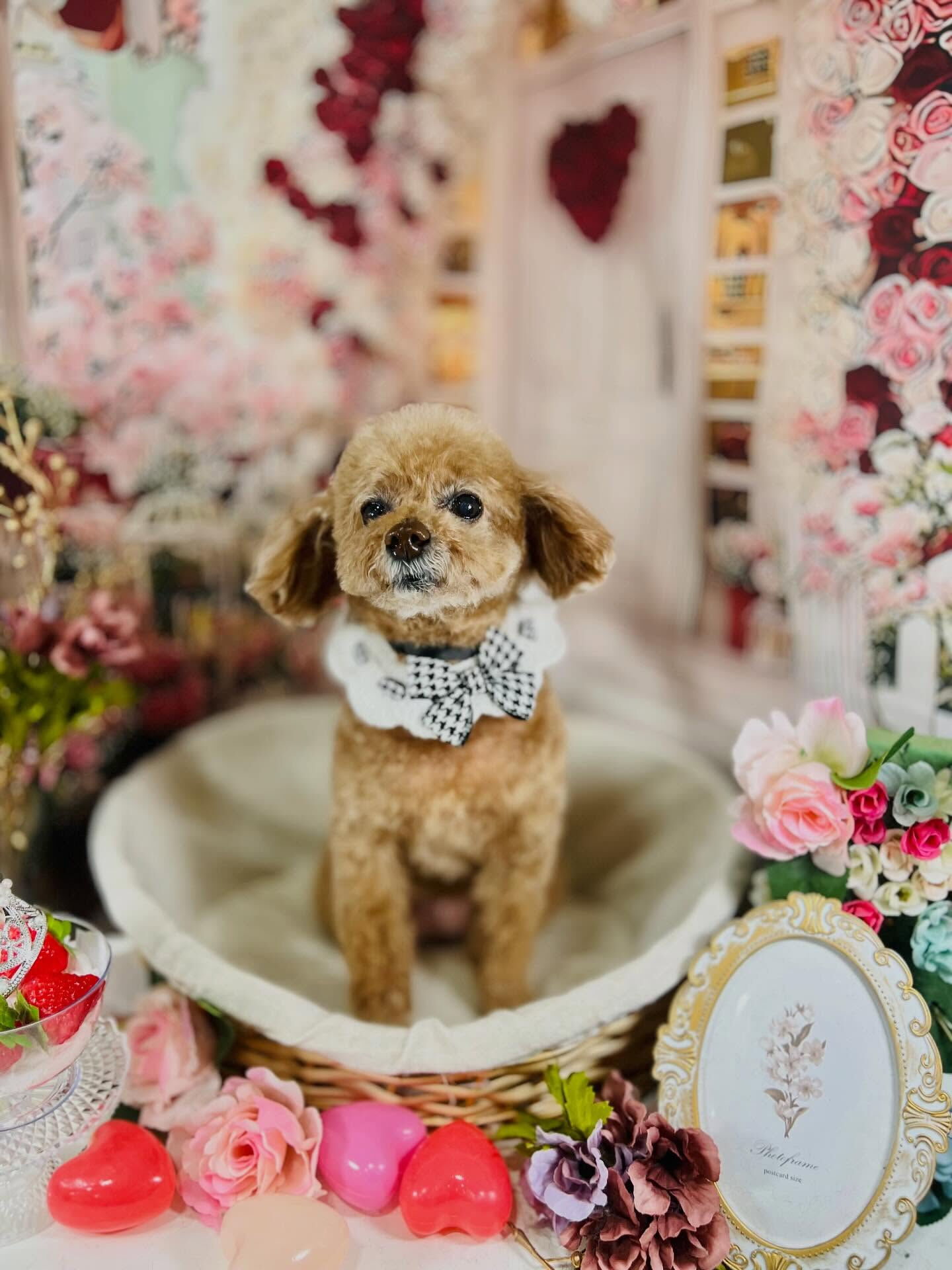 来店いただいたチコです🐶✨