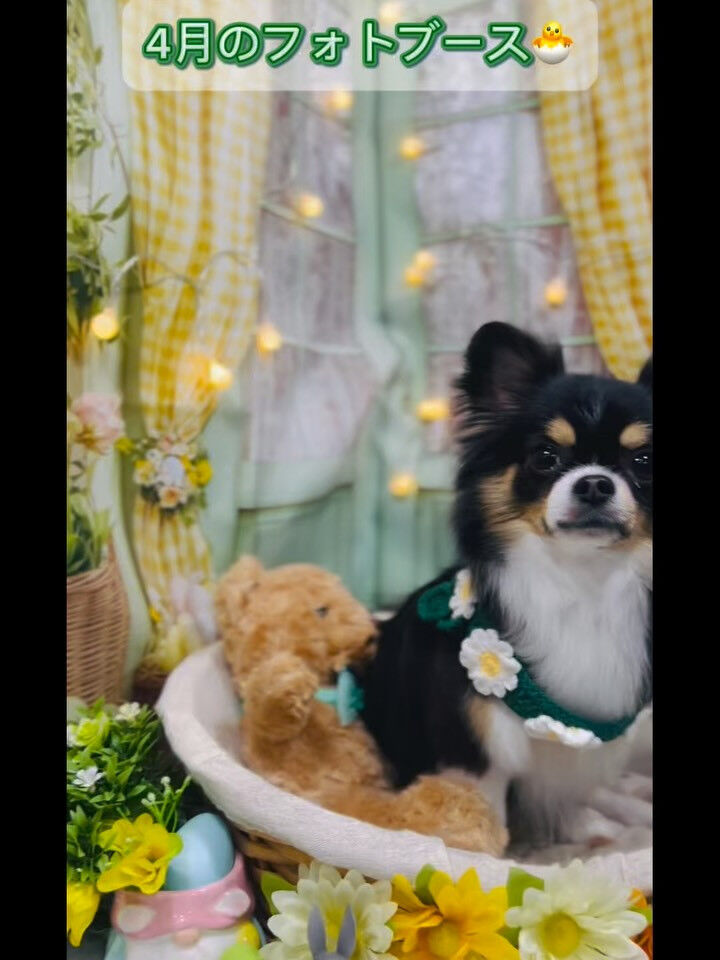 来店いただいたチコです🐶✨