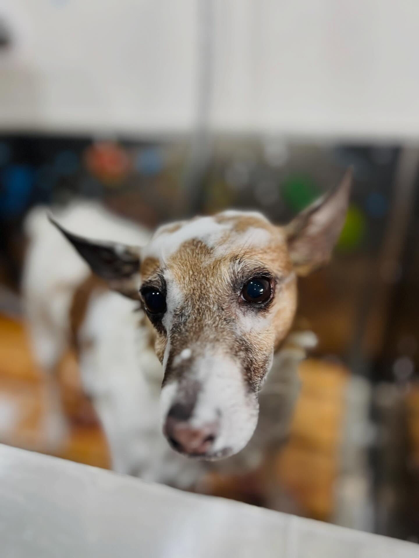 来店いただいたアイズちゃんです🐶✨