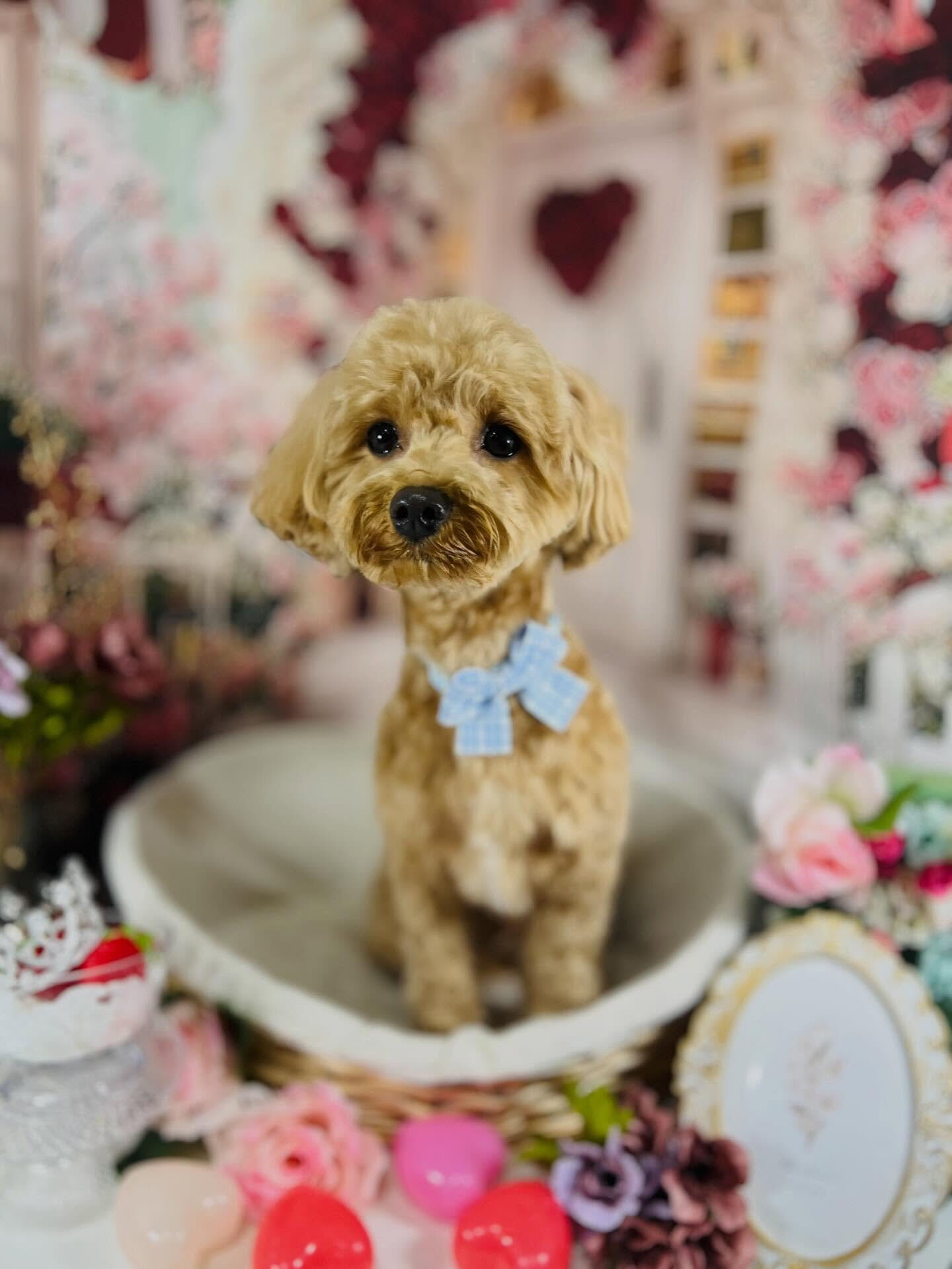 来店いただいた茶々丸くんです🐶✨