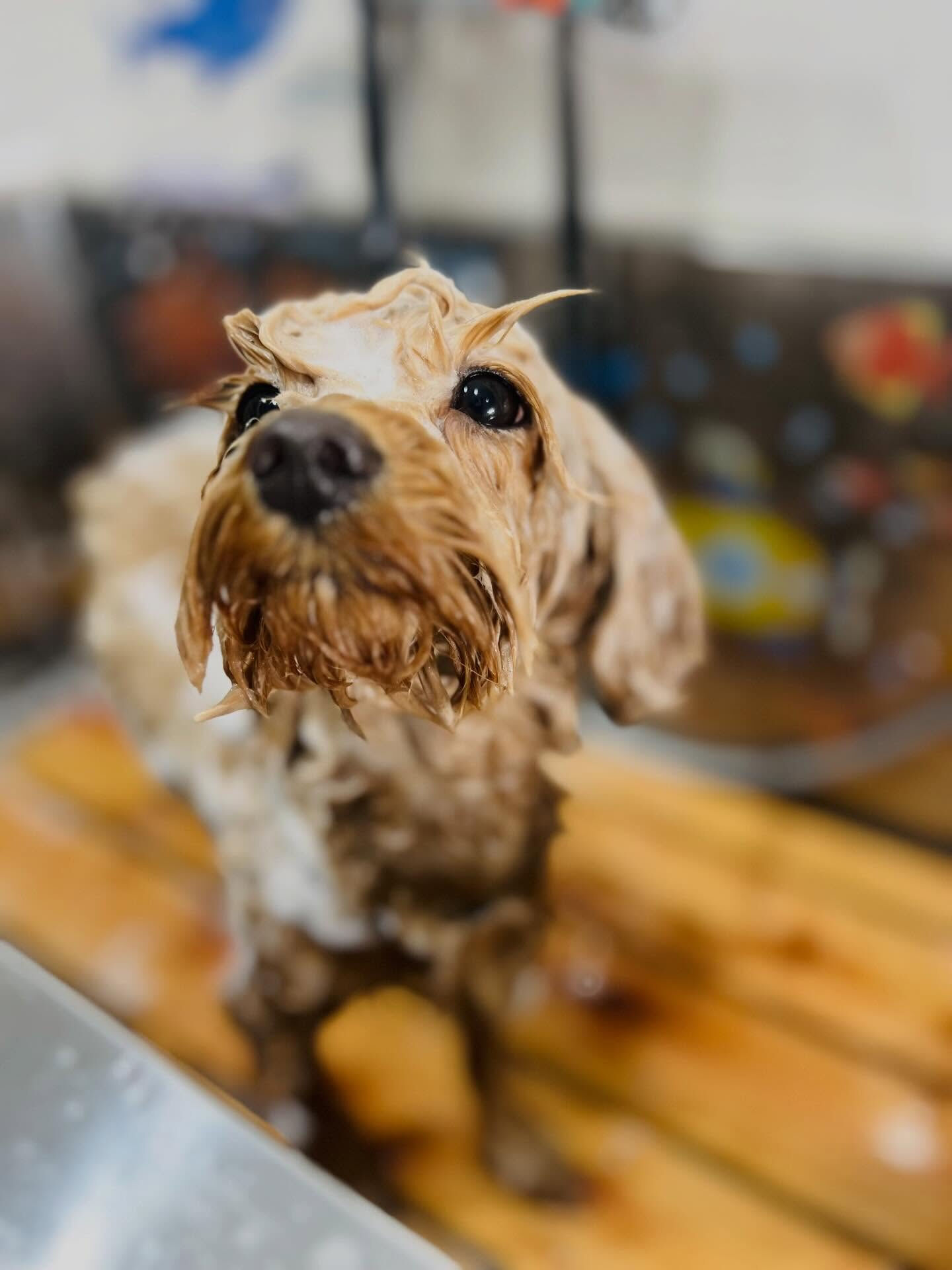 来店いただいた茶々丸くんです🐶✨