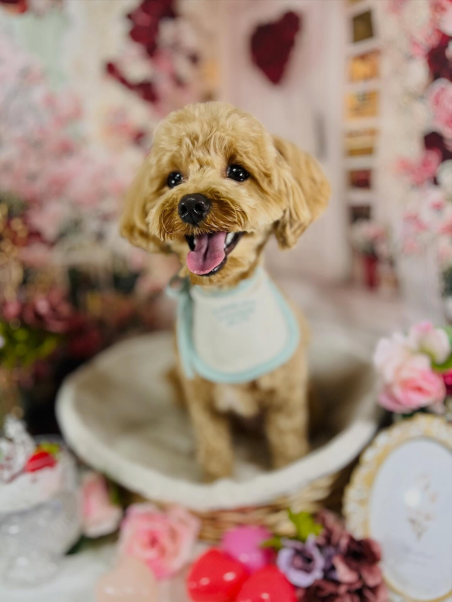 来店いただいた茶々丸くんです🐶✨