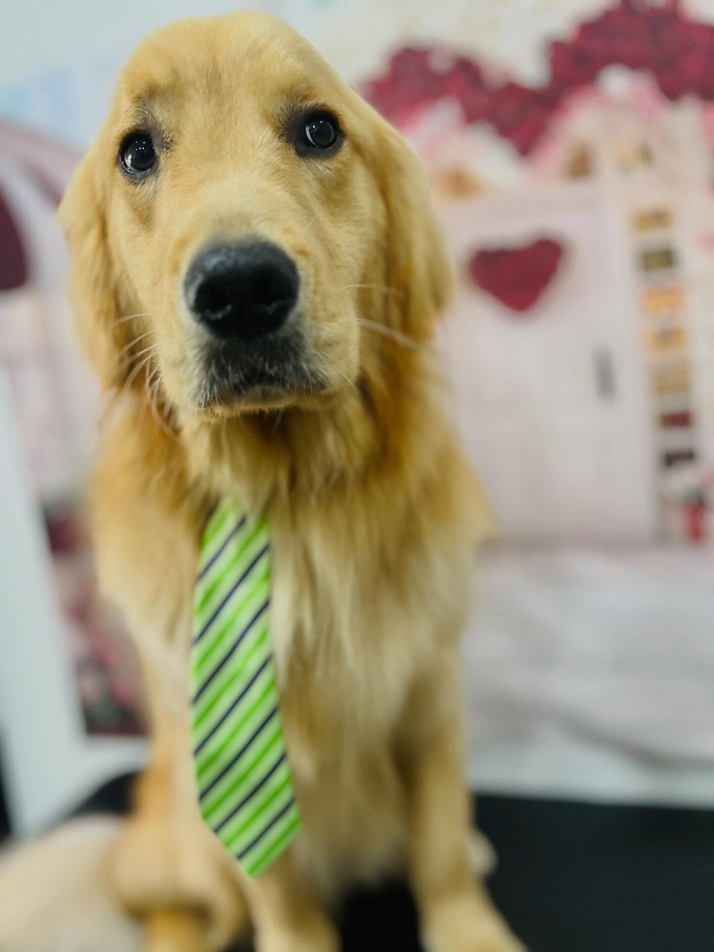 来店いただいた、りくくんです🐶✨