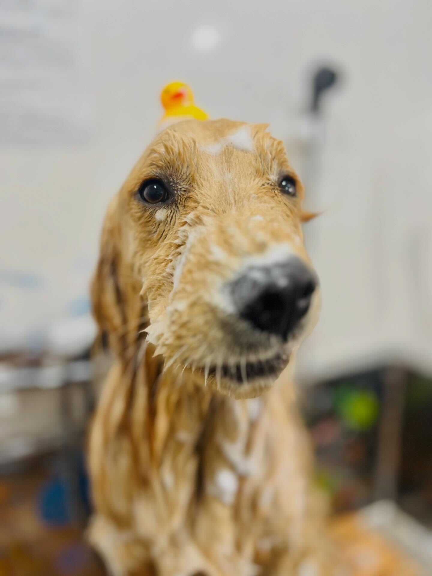 来店いただいた、りくくんです🐶✨