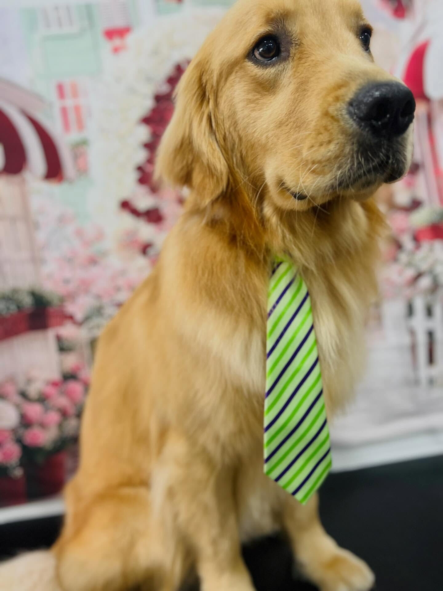 来店いただいた、りくくんです🐶✨