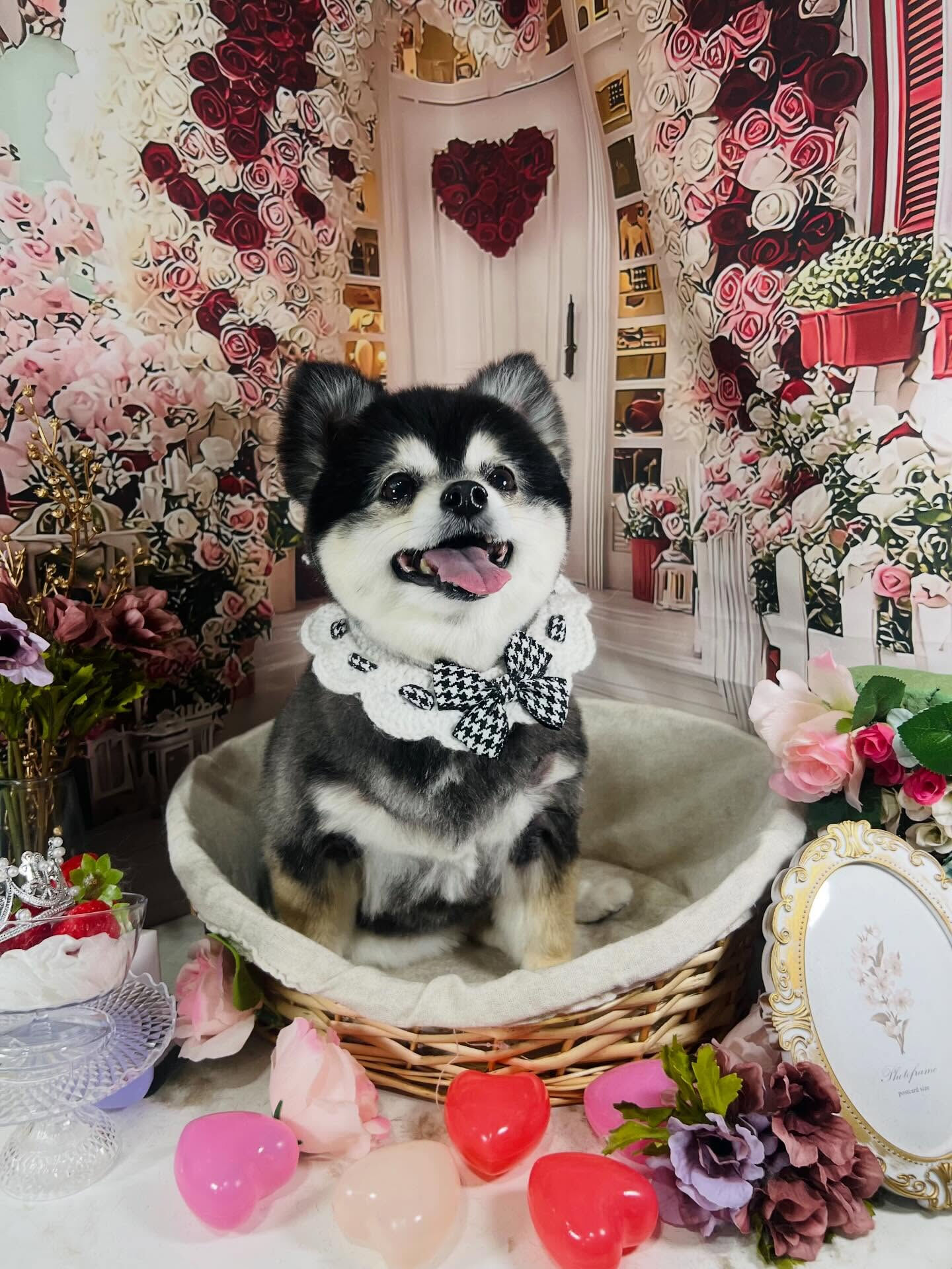 来店いただいたMOMOちゃんです🐶✨