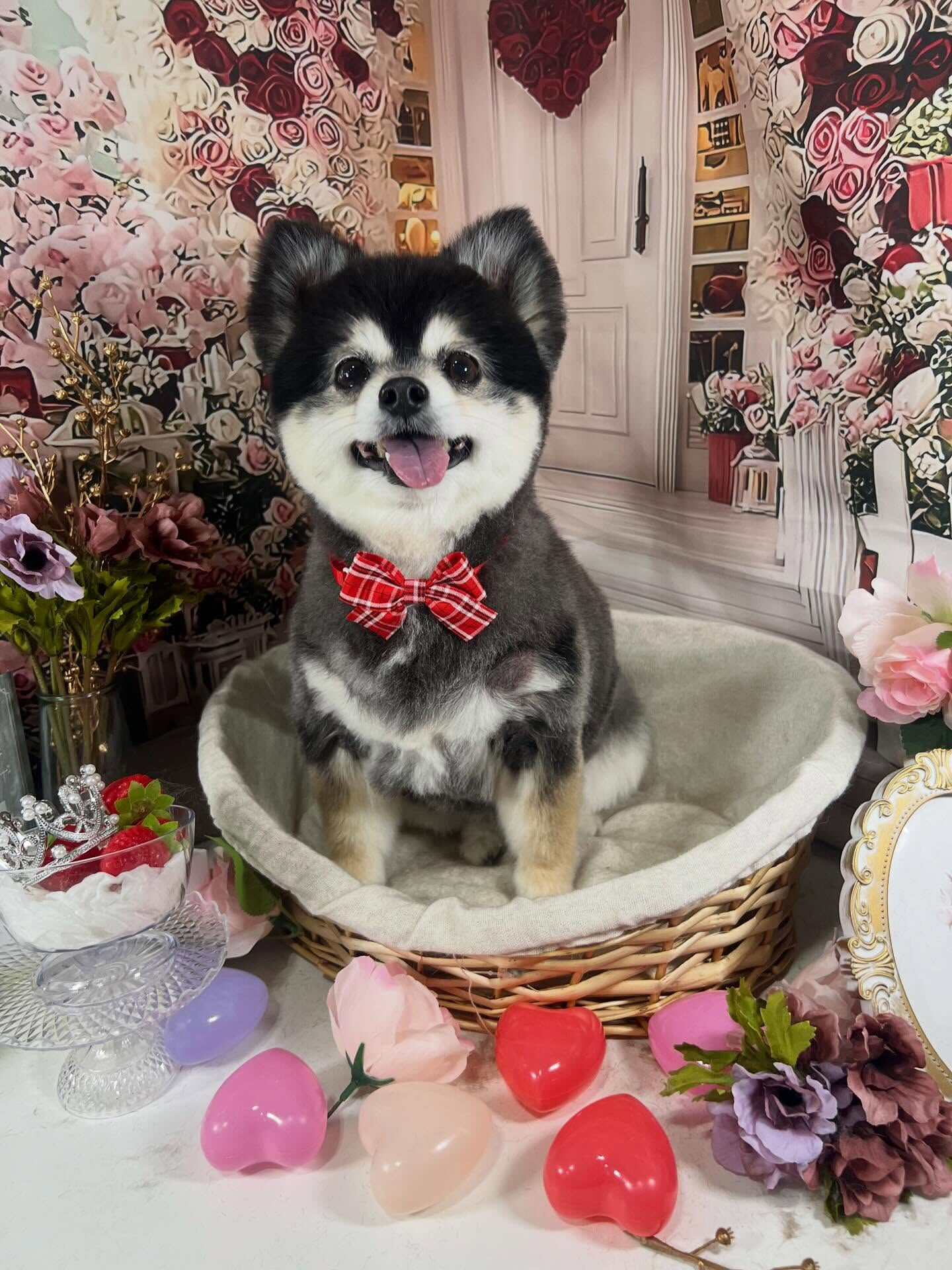 来店いただいたMOMOちゃんです🐶✨