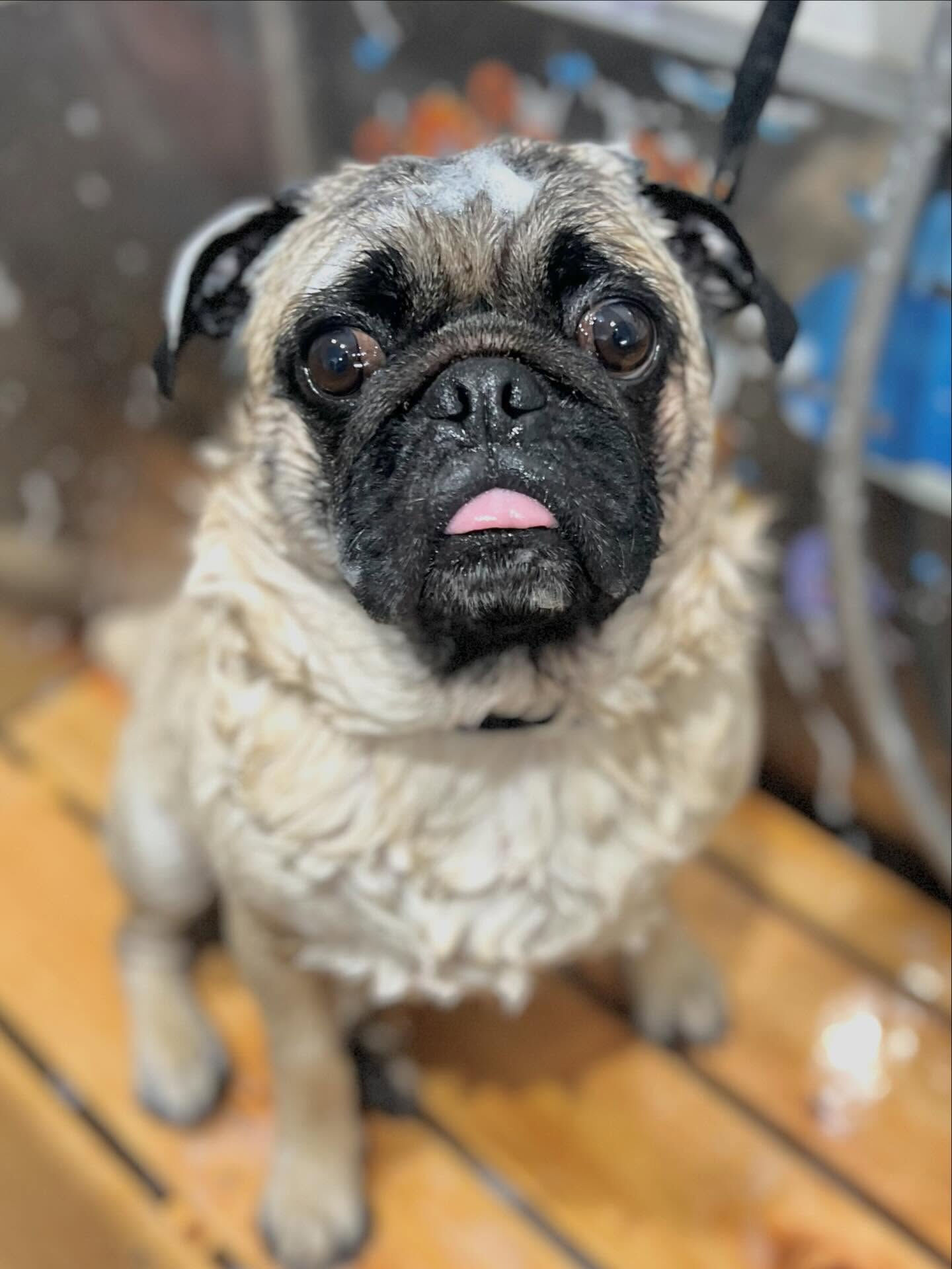 来店いただいたブッチャーくんです🐶✨