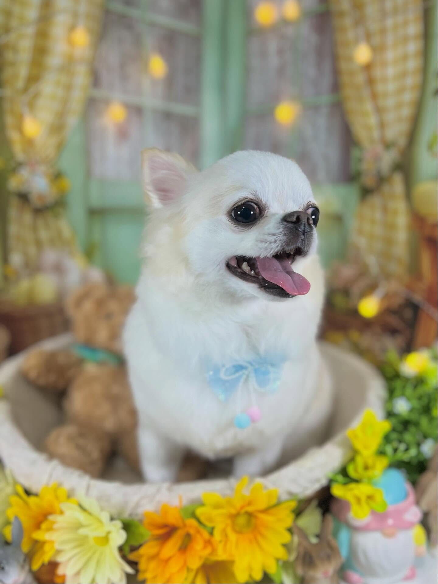 来店いただいたらてくんです🐶✨