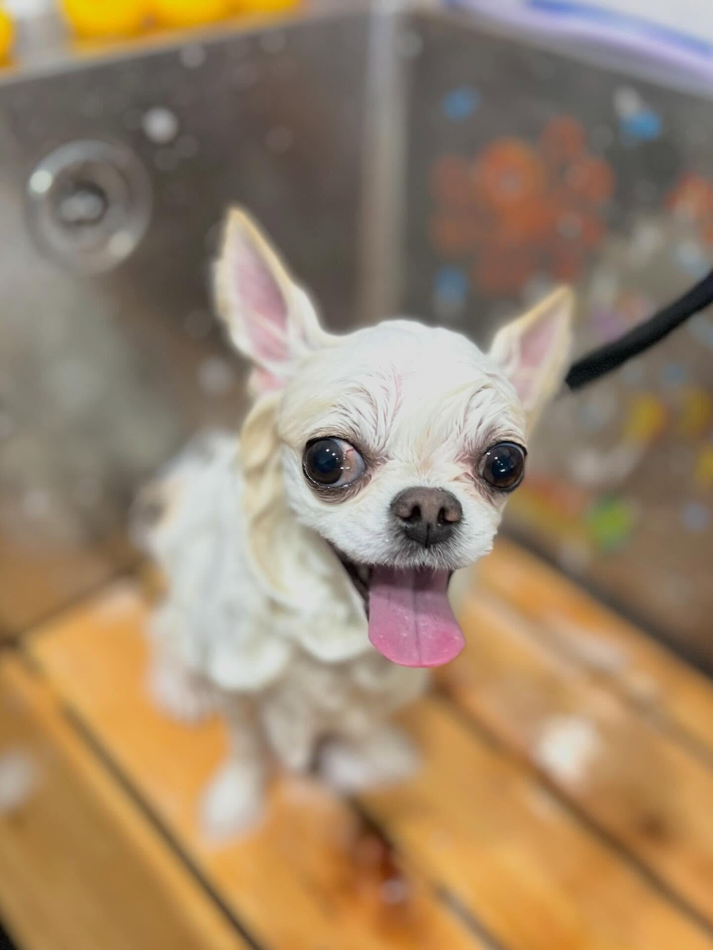 来店いただいたらてくんです🐶✨