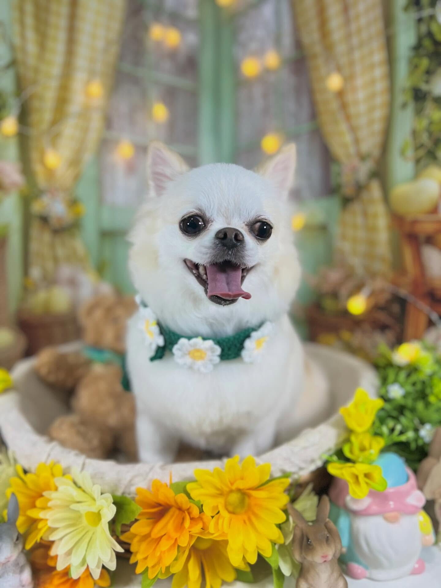 来店いただいたらてくんです🐶✨
