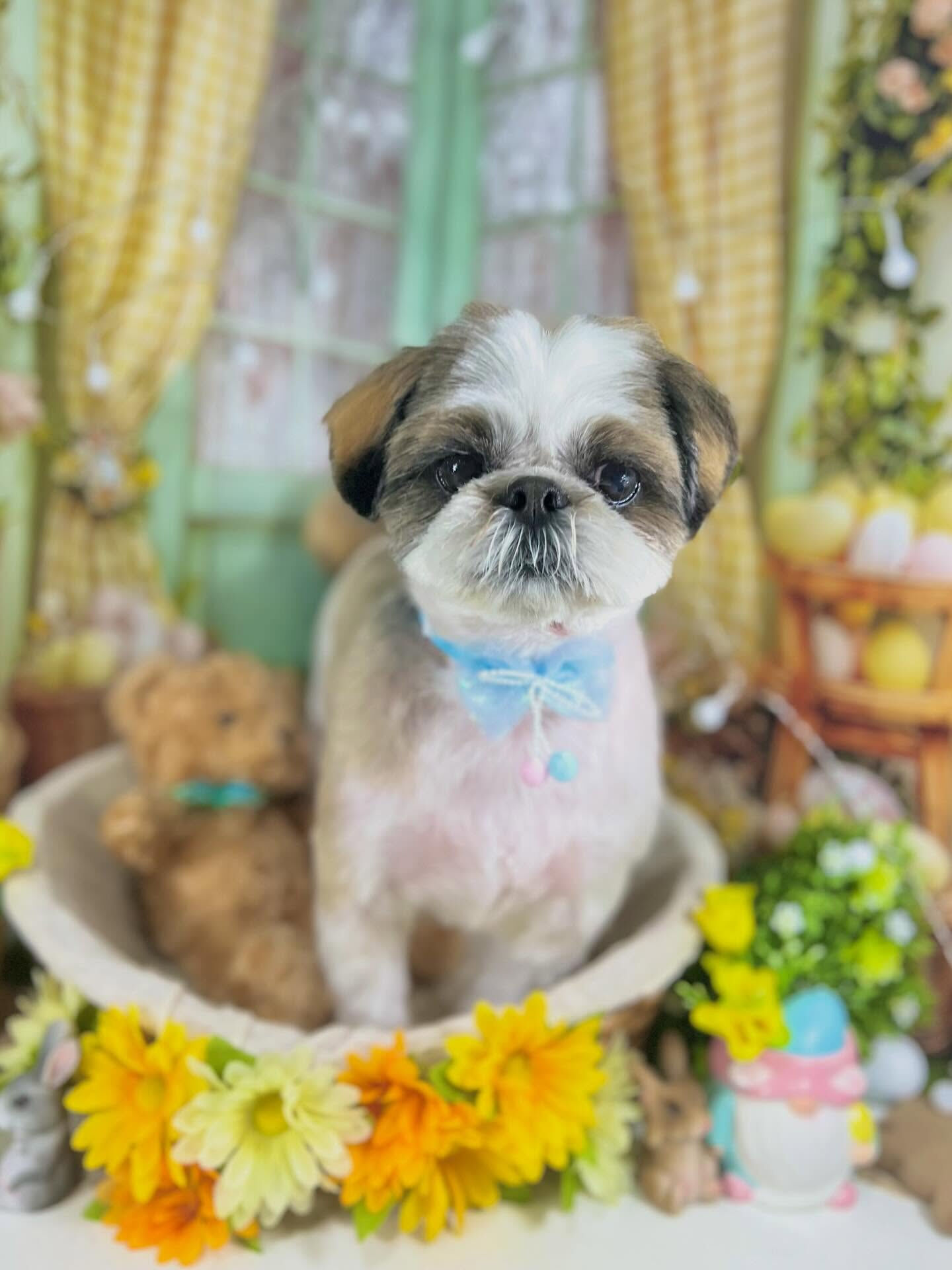 来店いただいたアーモンドくんです🐶✨