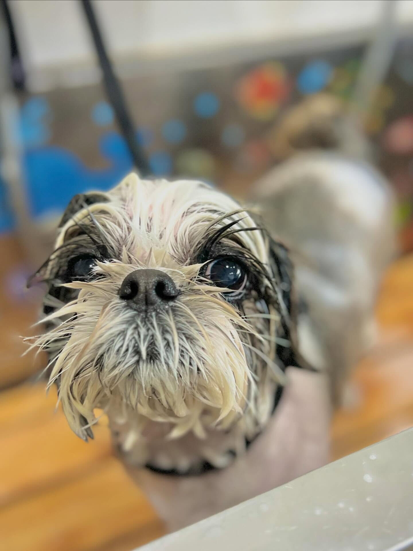 来店いただいたアーモンドくんです🐶✨