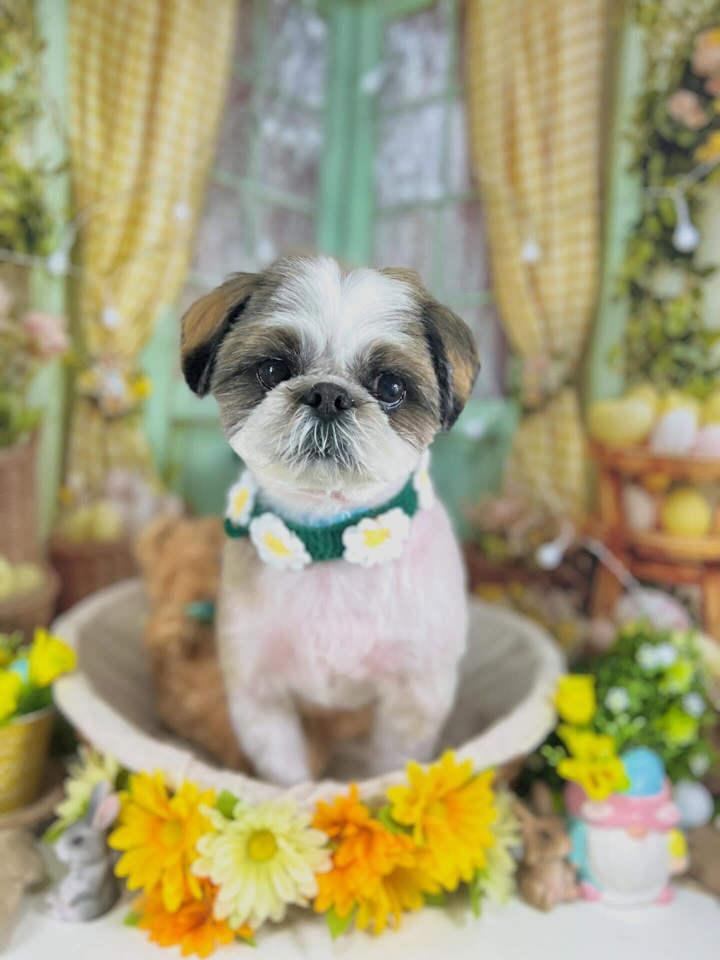 来店いただいたアーモンドくんです🐶✨