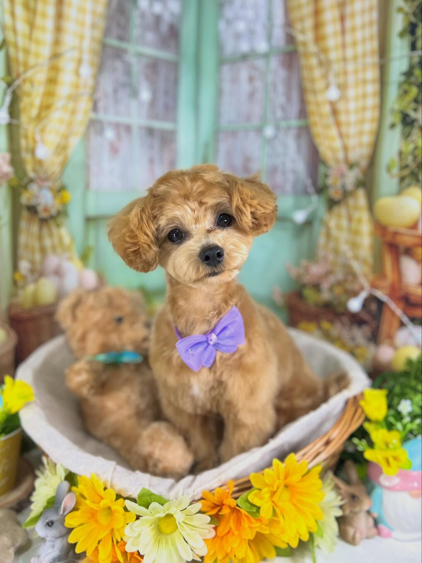 来店いただいたロアくんです🐶✨