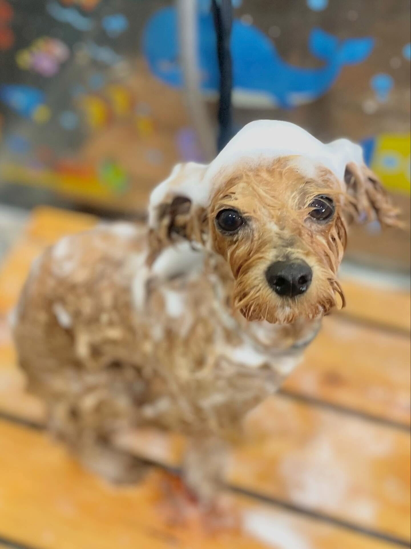 来店いただいたロアくんです🐶✨