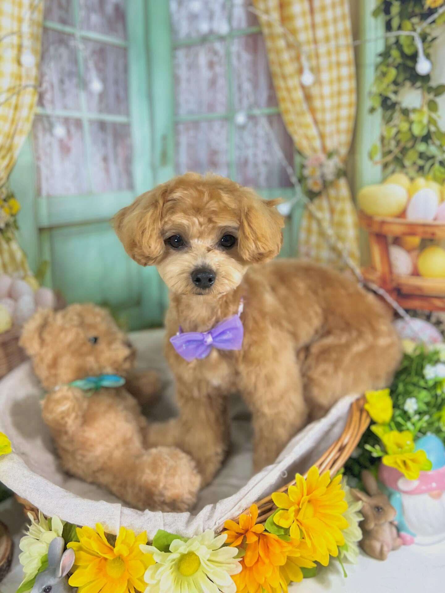 来店いただいたロアくんです🐶✨