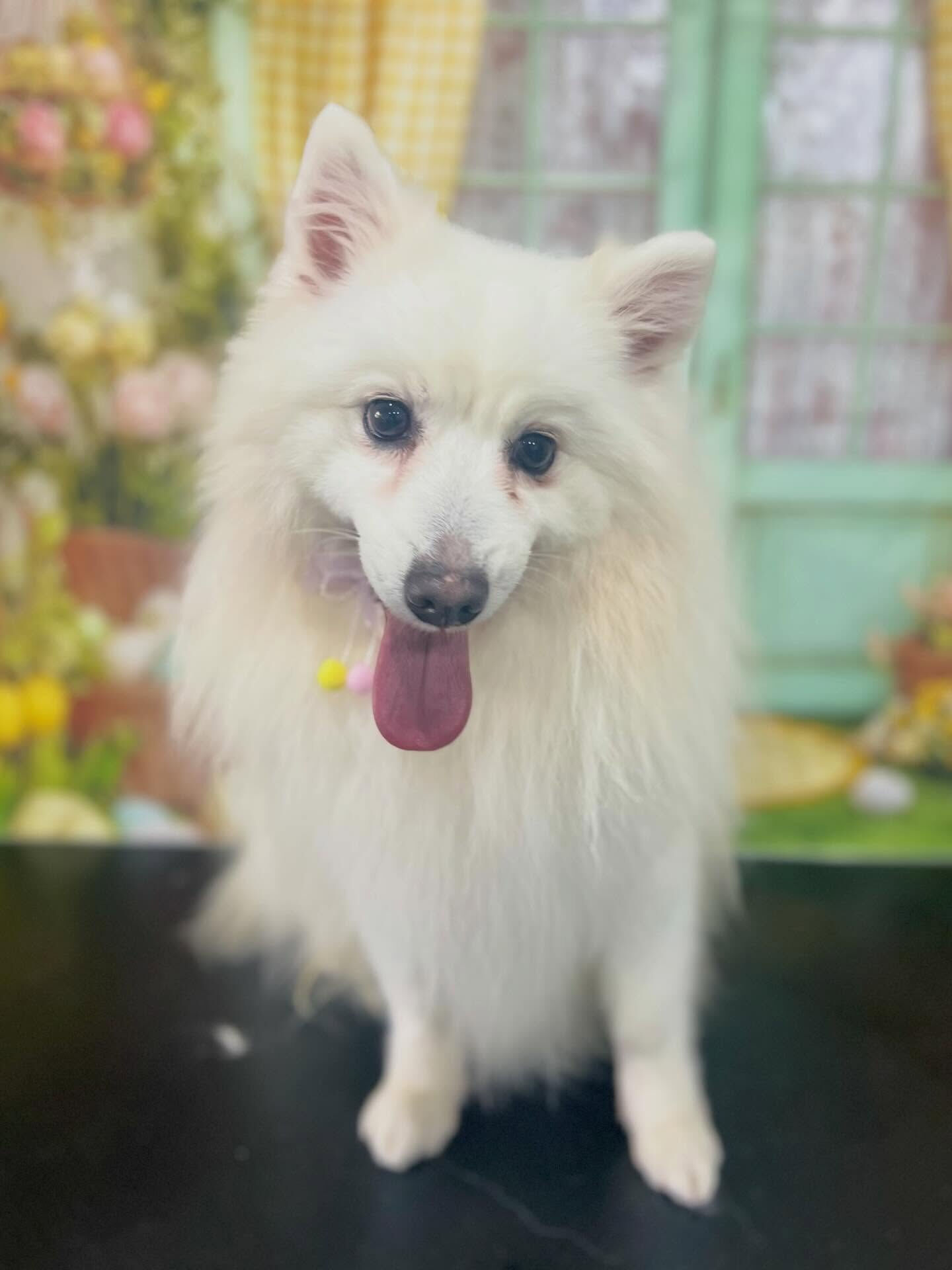 来店いただいたLULUくんです🐶✨