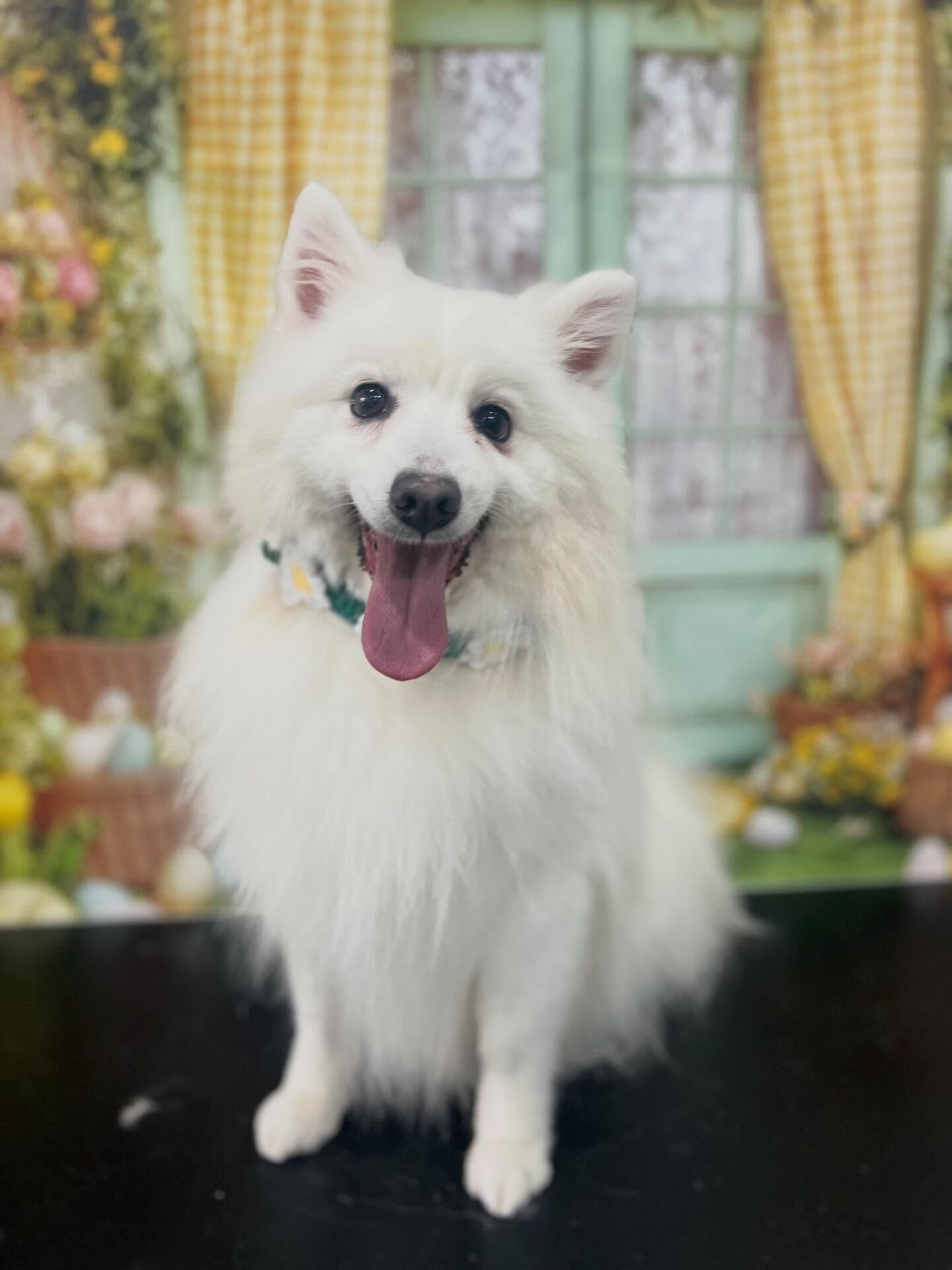 来店いただいたLULUくんです🐶✨