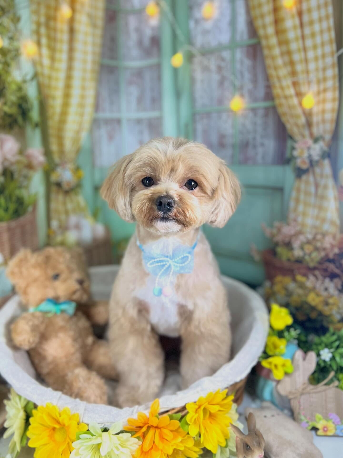 来店いただいたコタローくんです🐶✨