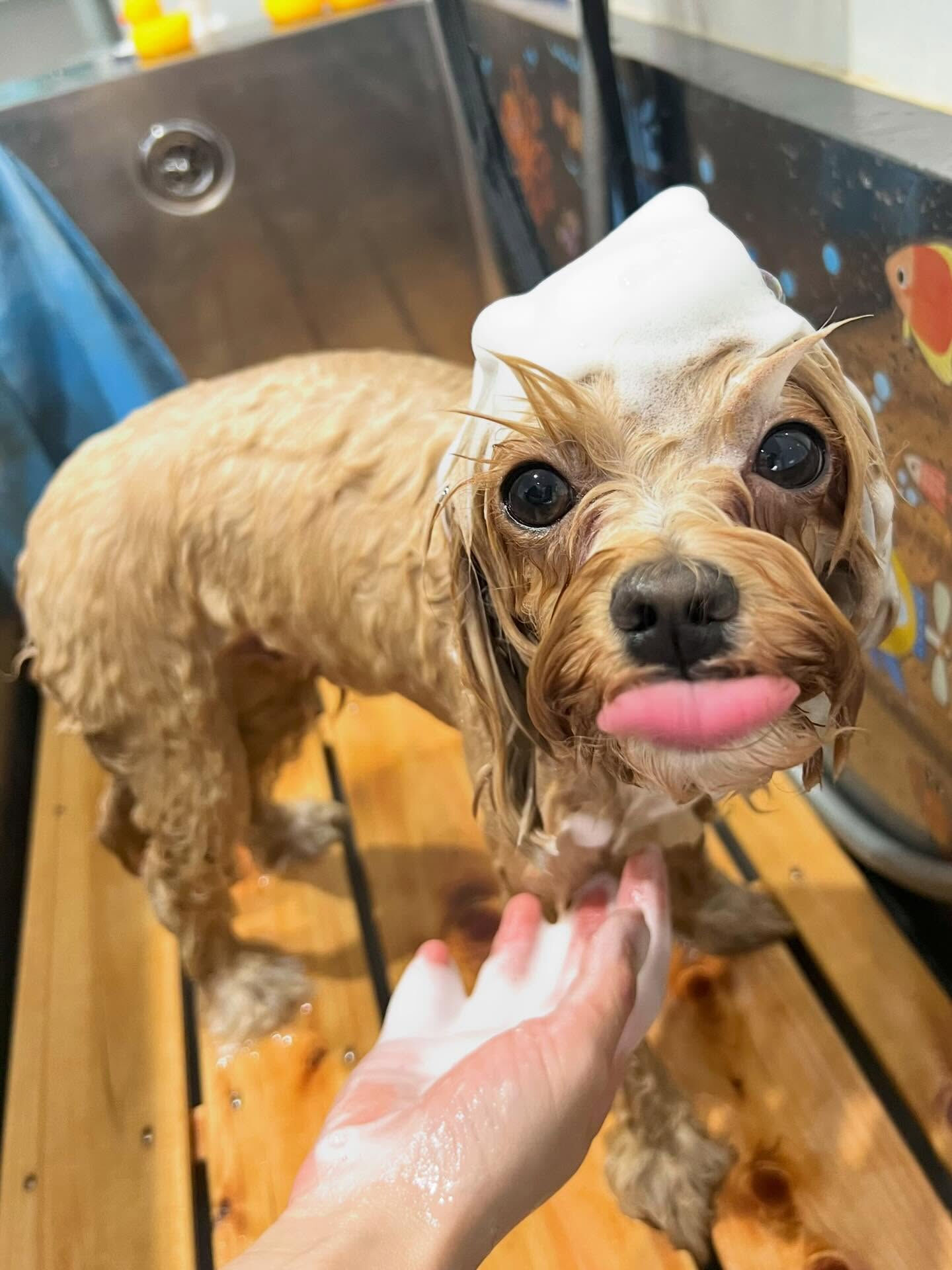 来店いただいたコタローくんです🐶✨