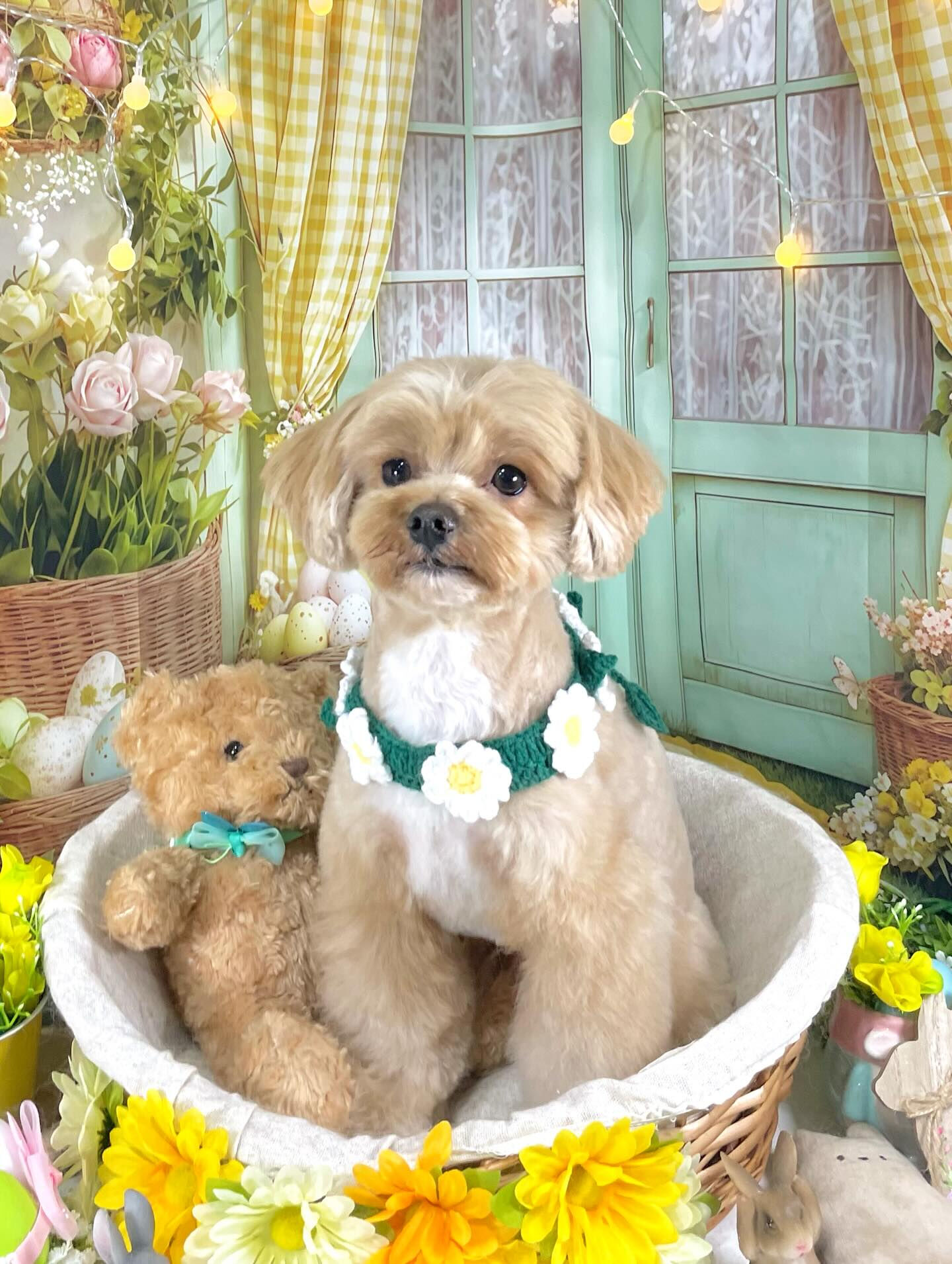 来店いただいたコタローくんです🐶✨