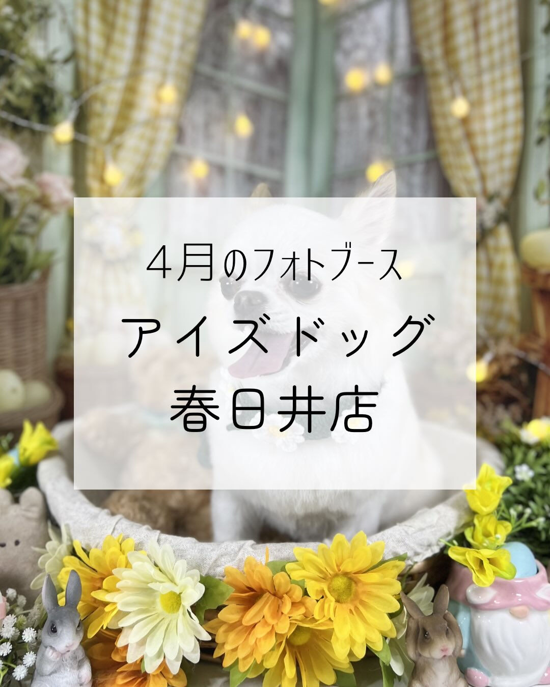 【4月｜イースタースプリングフォトブース】🐣🌼