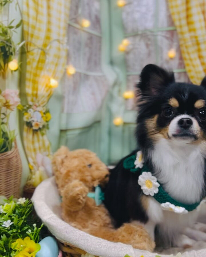 【4月｜イースタースプリングフォトブース】🐣🌼