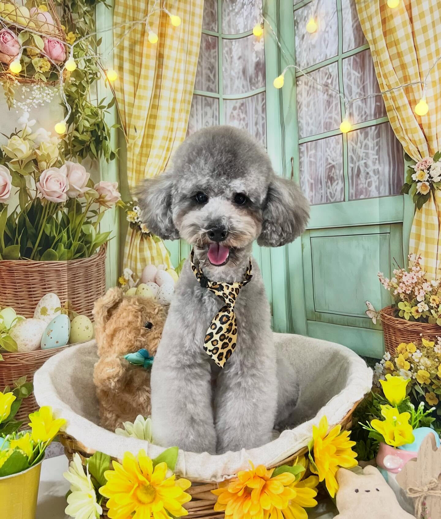 来店いただいたくろすけくんです🐶✨