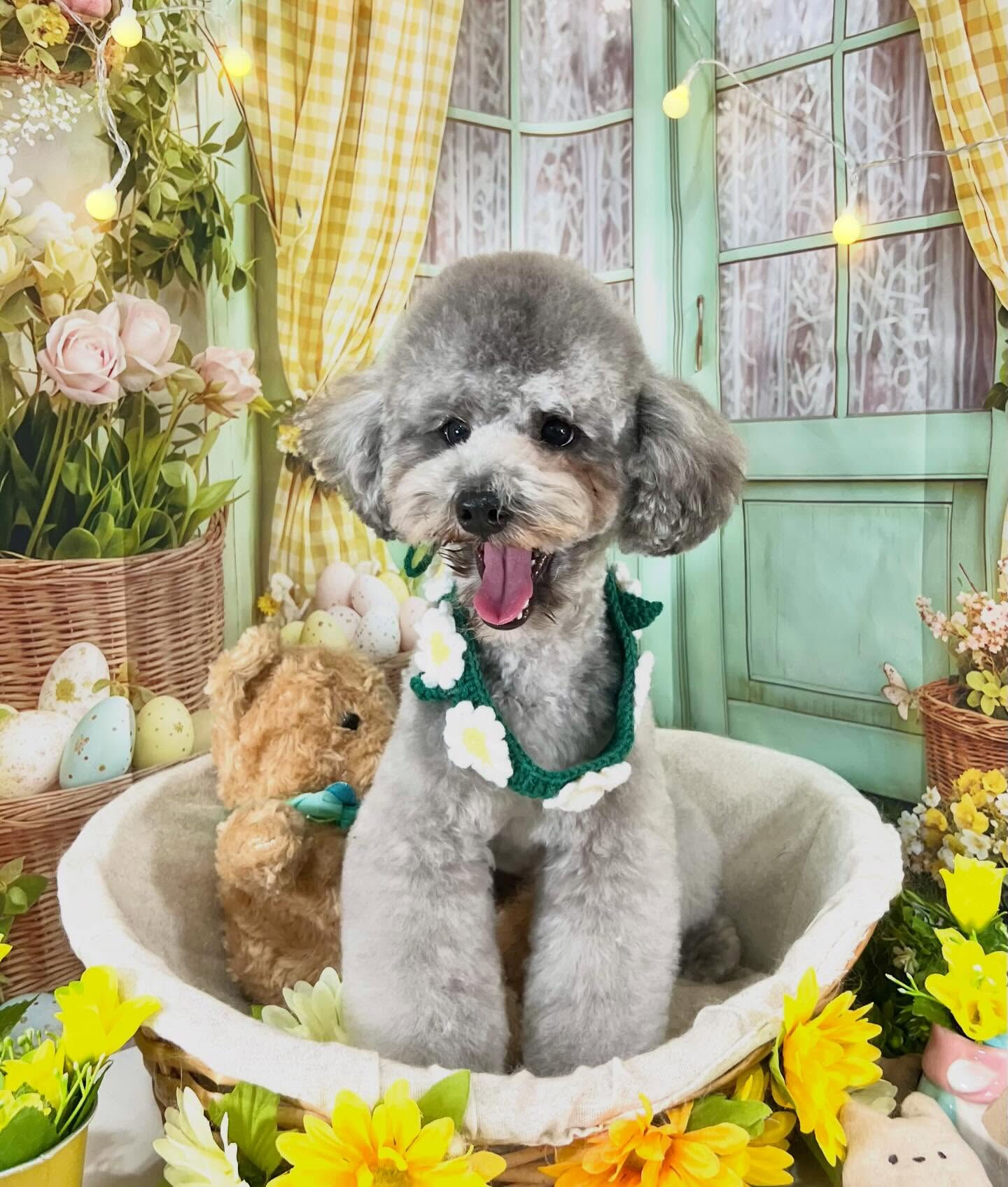 来店いただいたくろすけくんです🐶✨