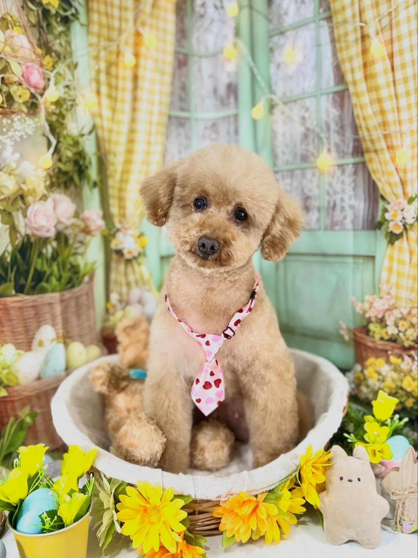 来店いただいたりりむちゃんです🐶✨
